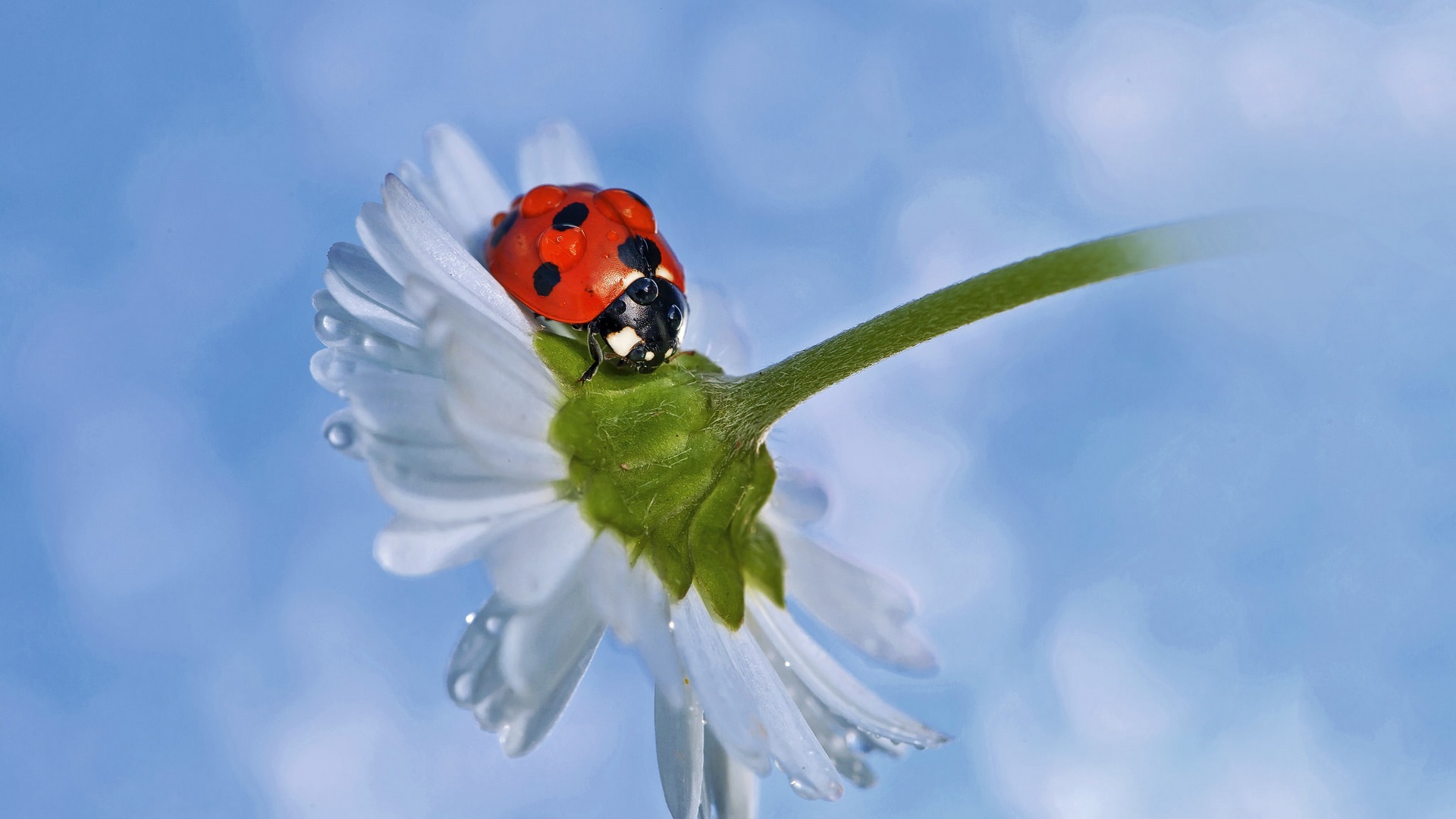 Download mobile wallpaper Flower, Macro, Insect, Animal, Ladybug, White Flower, Dew Drop for free.