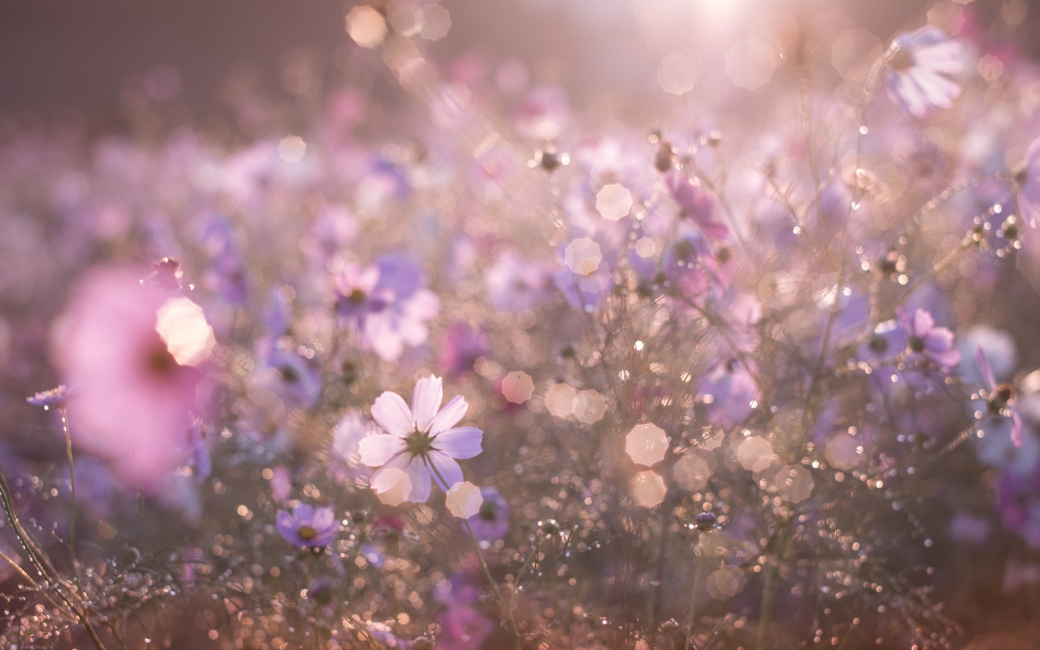 Download mobile wallpaper Nature, Flower, Earth, Bokeh, Meadow, Sunny, White Flower for free.