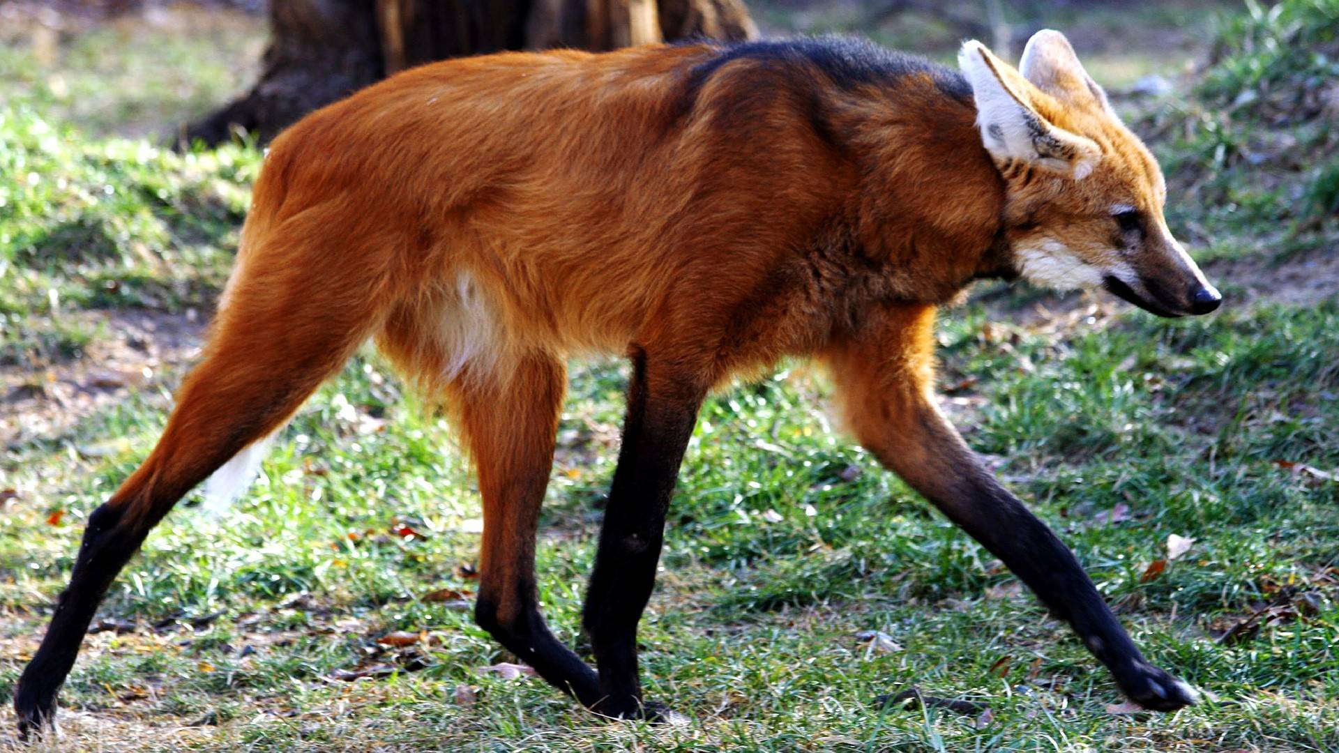 animal, maned wolf