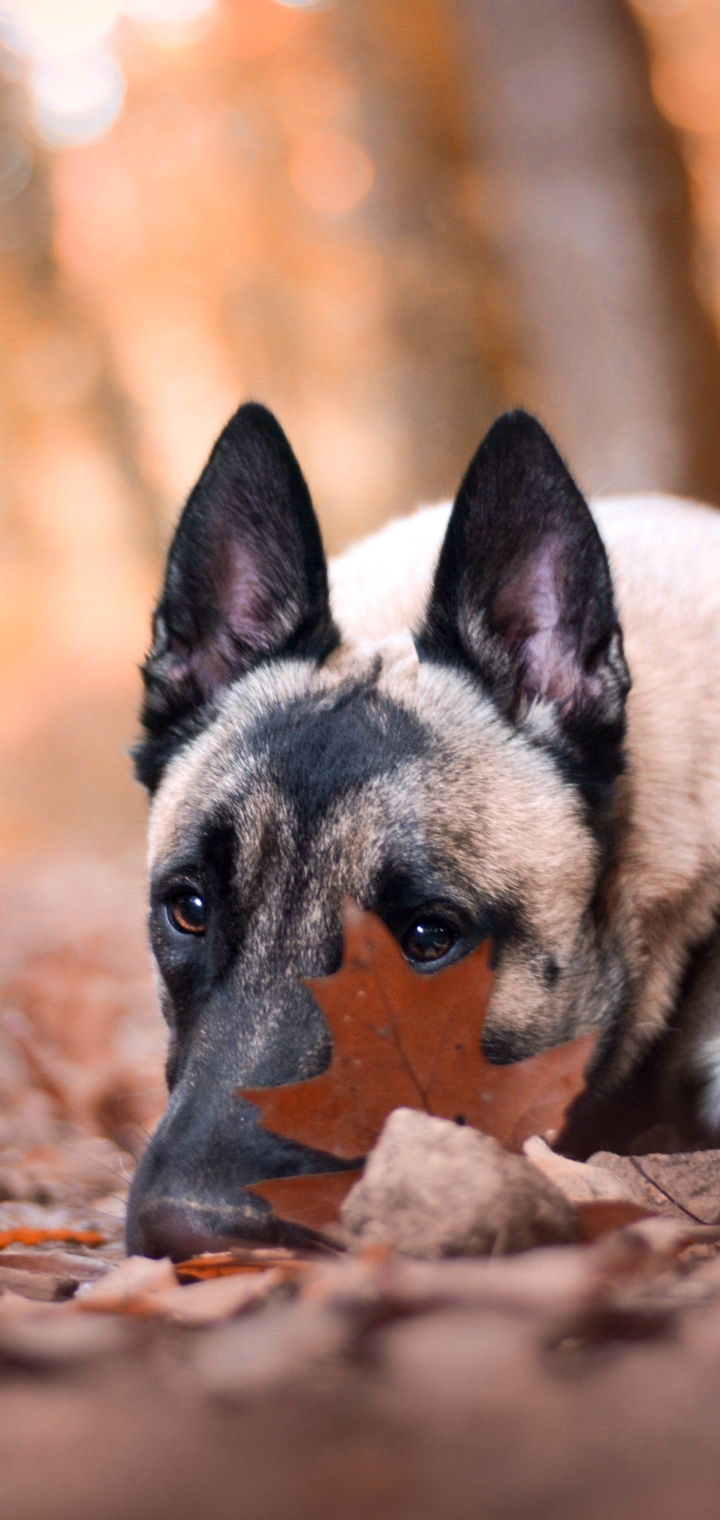 Download mobile wallpaper Dogs, Dog, Muzzle, Animal, Resting, Stare, Belgian Malinois for free.