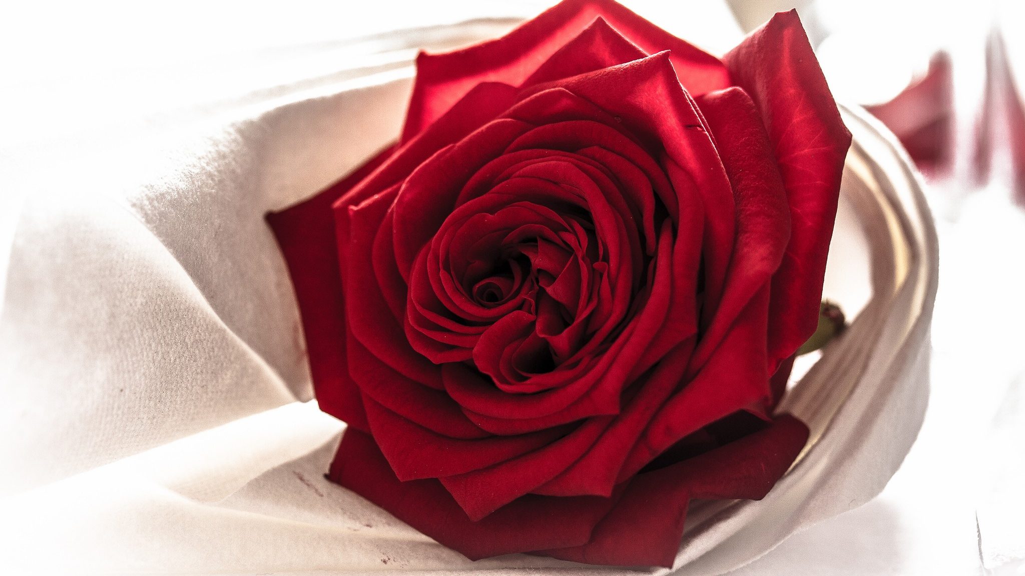 PCデスクトップにフラワーズ, 花, 薔薇, 閉じる, 地球, 赤いバラ, 赤い花画像を無料でダウンロード