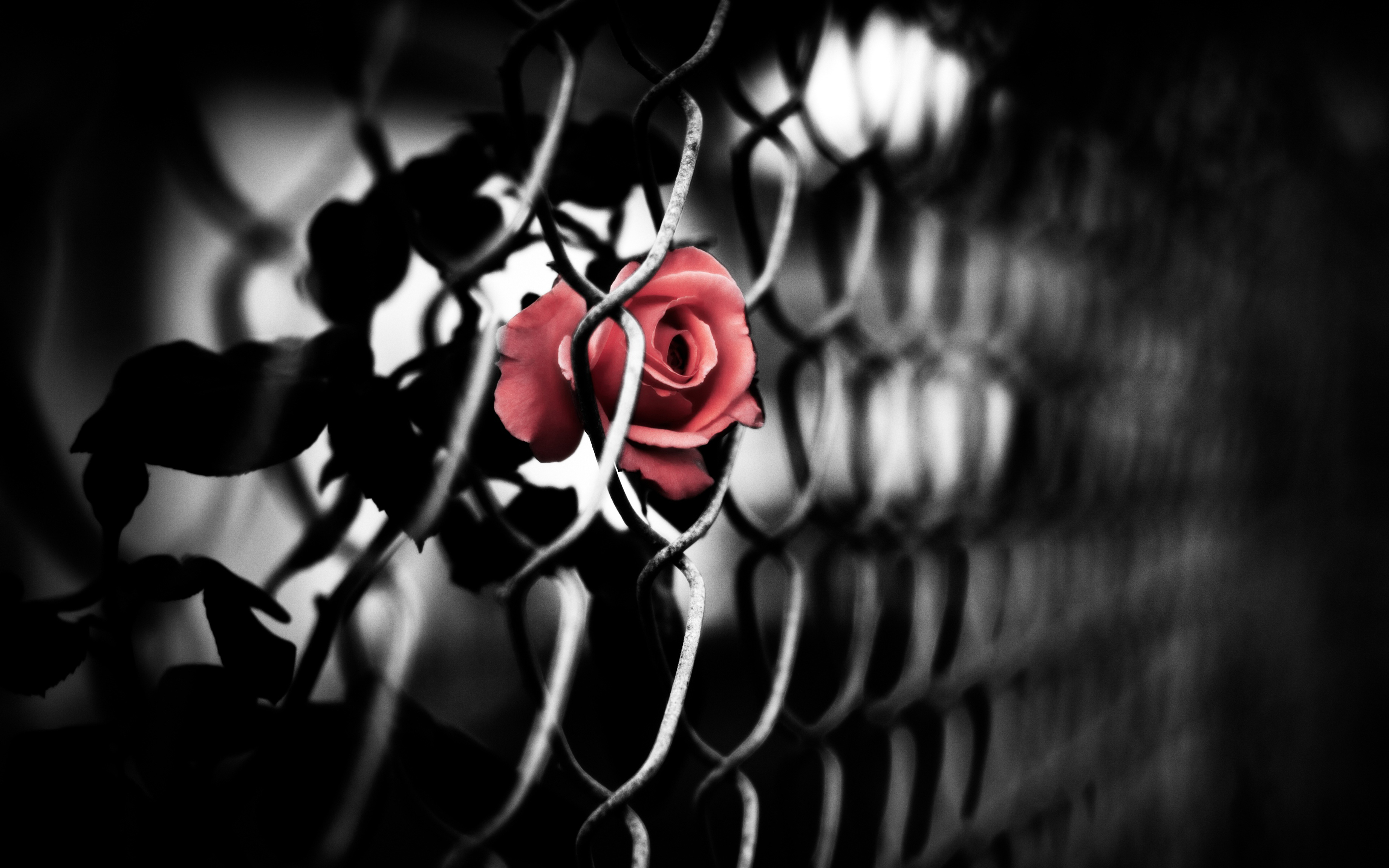 199395 завантажити картинку створено людиною, квітка, паркан, червона троянда, роза, вибірковий колір - шпалери і заставки безкоштовно
