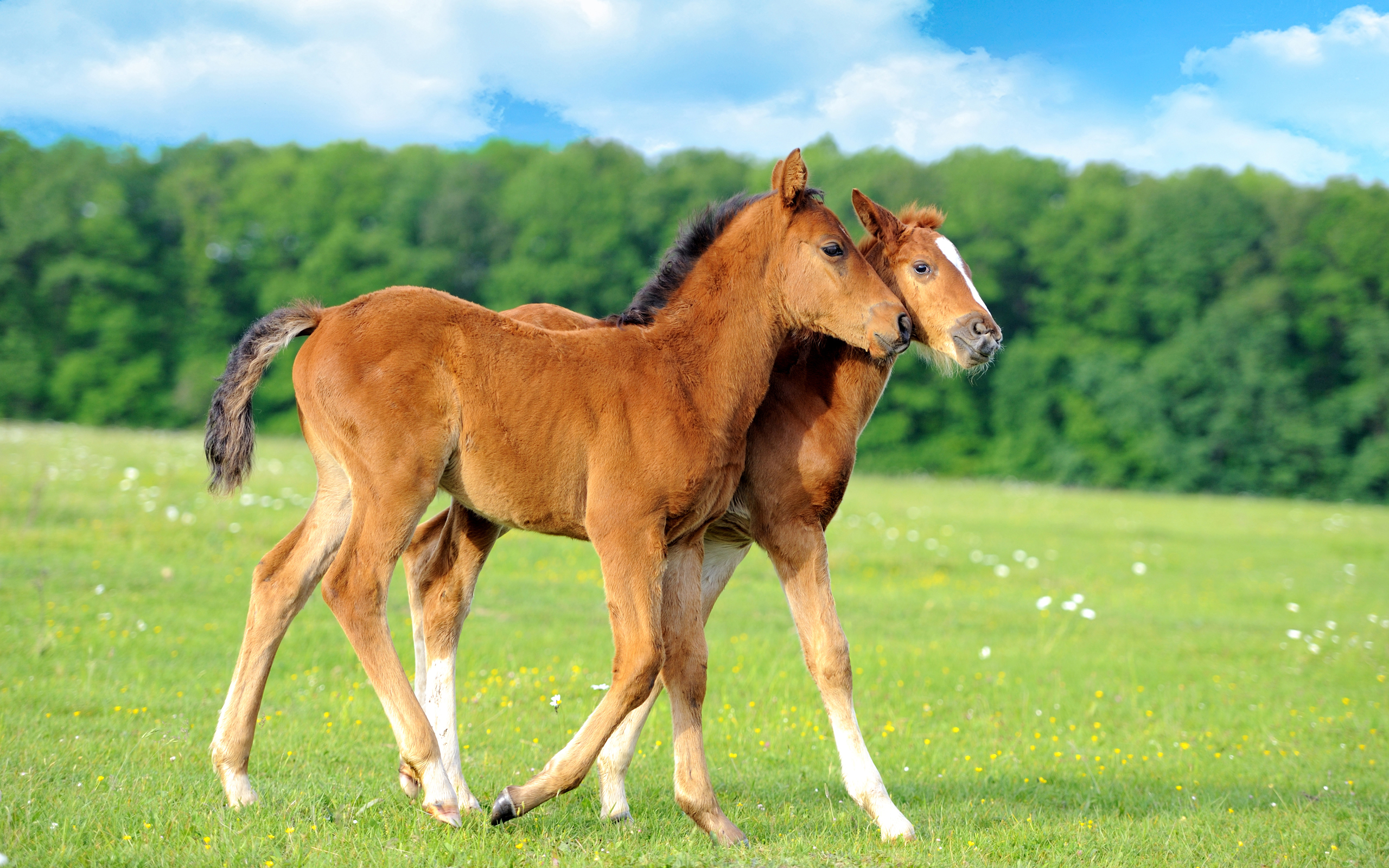 Baixar papel de parede para celular de Animais, Cavalo gratuito.