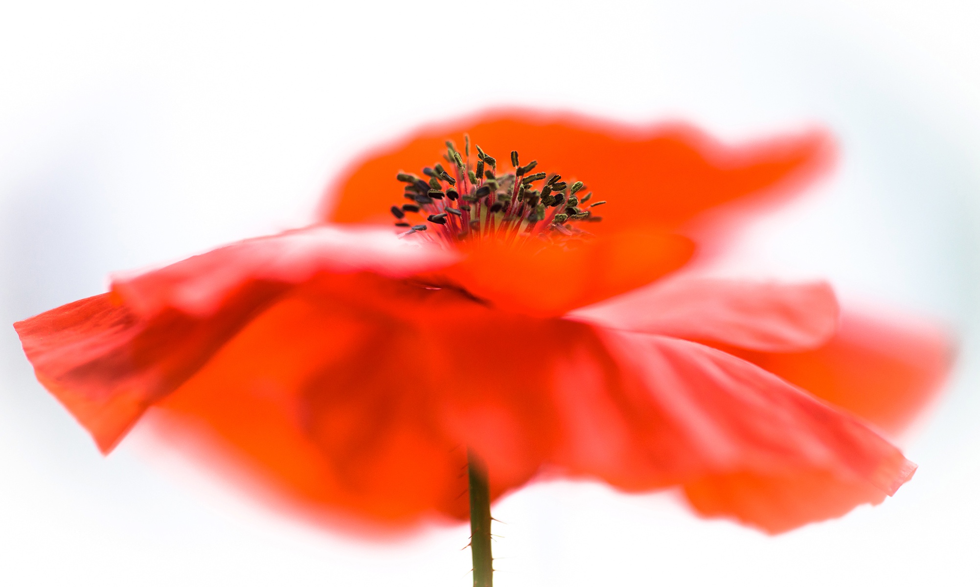 Handy-Wallpaper Blumen, Mohn, Blume, Nahansicht, Rote Blume, Erde/natur kostenlos herunterladen.