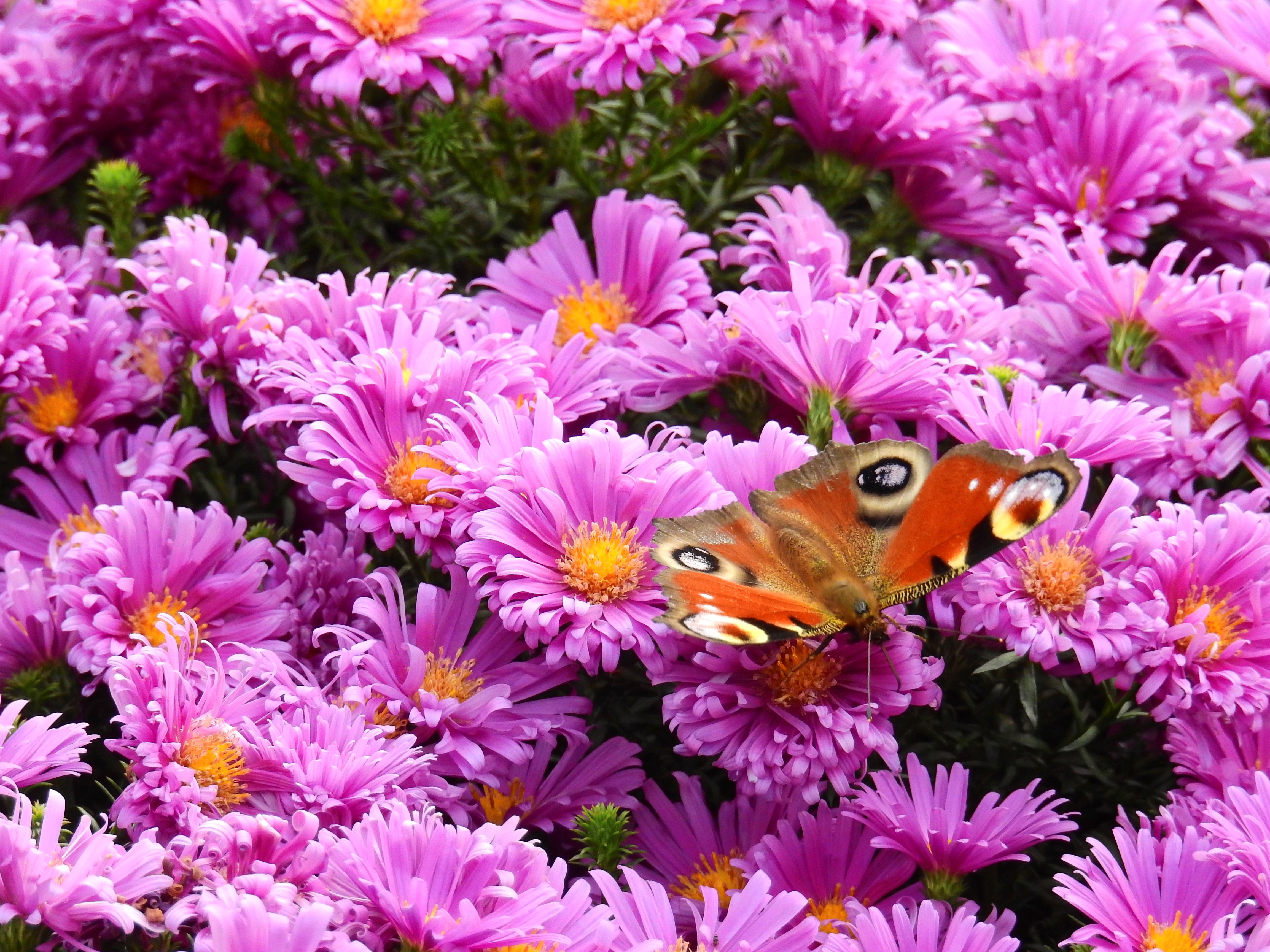 Скачати мобільні шпалери Квітка, Комаха, Метелик, Тварина, Рожева Квітка безкоштовно.