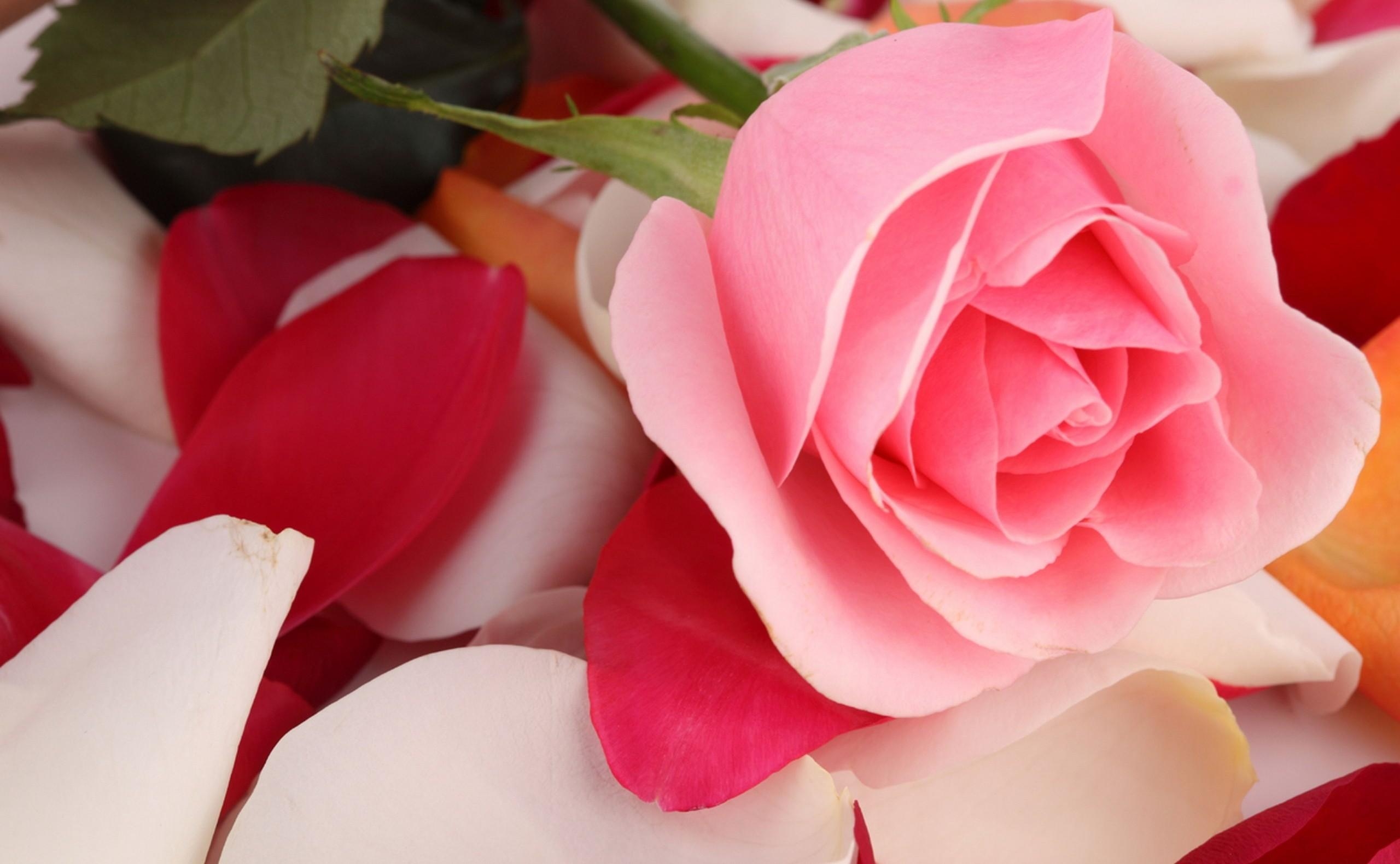 131738 baixar papel de parede flores, rosa, flor, flor rosa, pétalas, ternura - protetores de tela e imagens gratuitamente