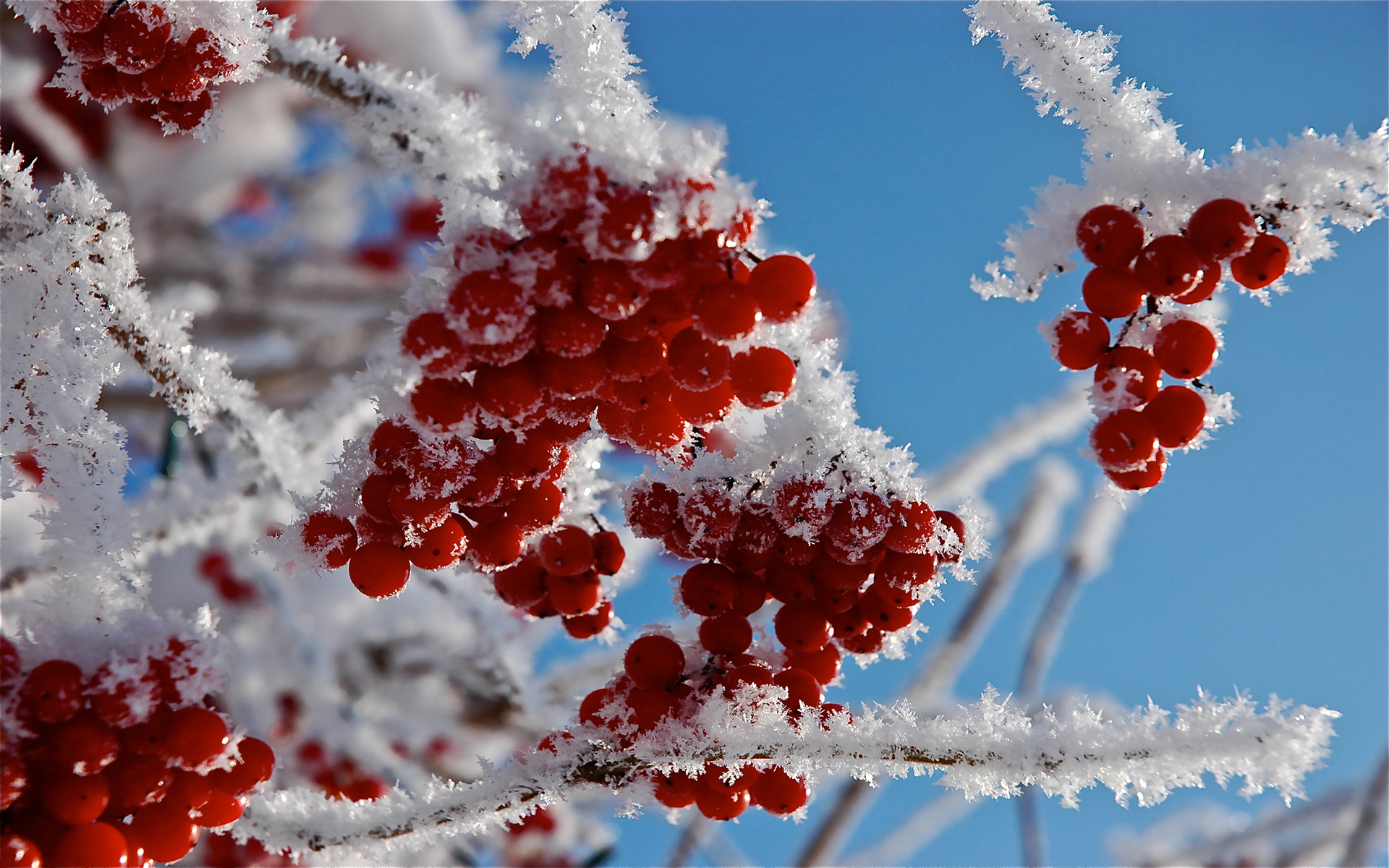 Download mobile wallpaper Snow, Winter, Berries, Trees, Plants for free.