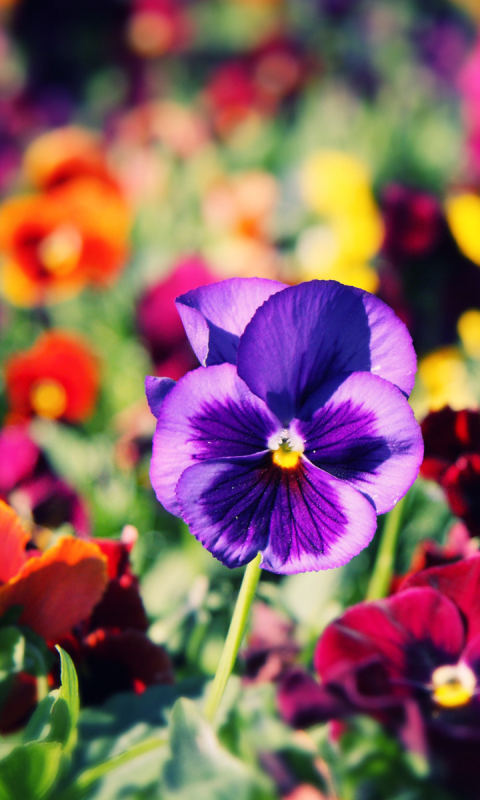 Download mobile wallpaper Flowers, Flower, Earth, Pansy for free.