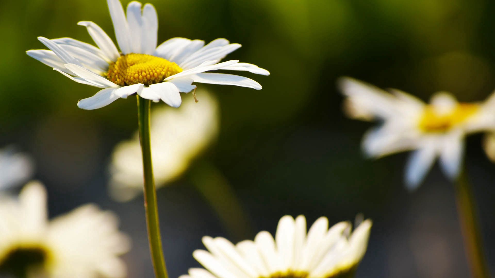 Download mobile wallpaper Macro, Petals, Flowers, Camomile, Plant for free.