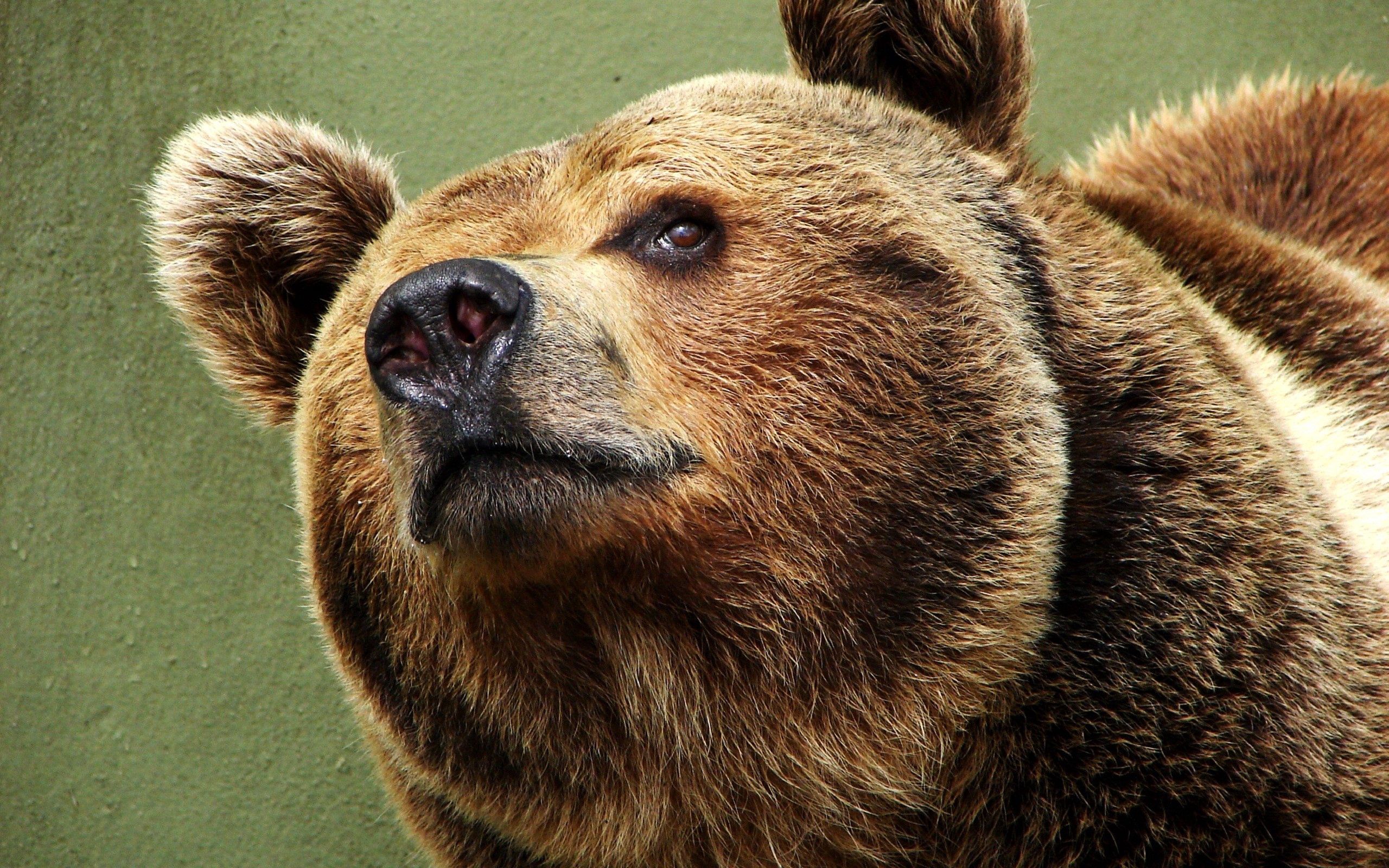 110121 завантажити картинку ведмідь, тварини, морда, очі, задоволений, вміст - шпалери і заставки безкоштовно