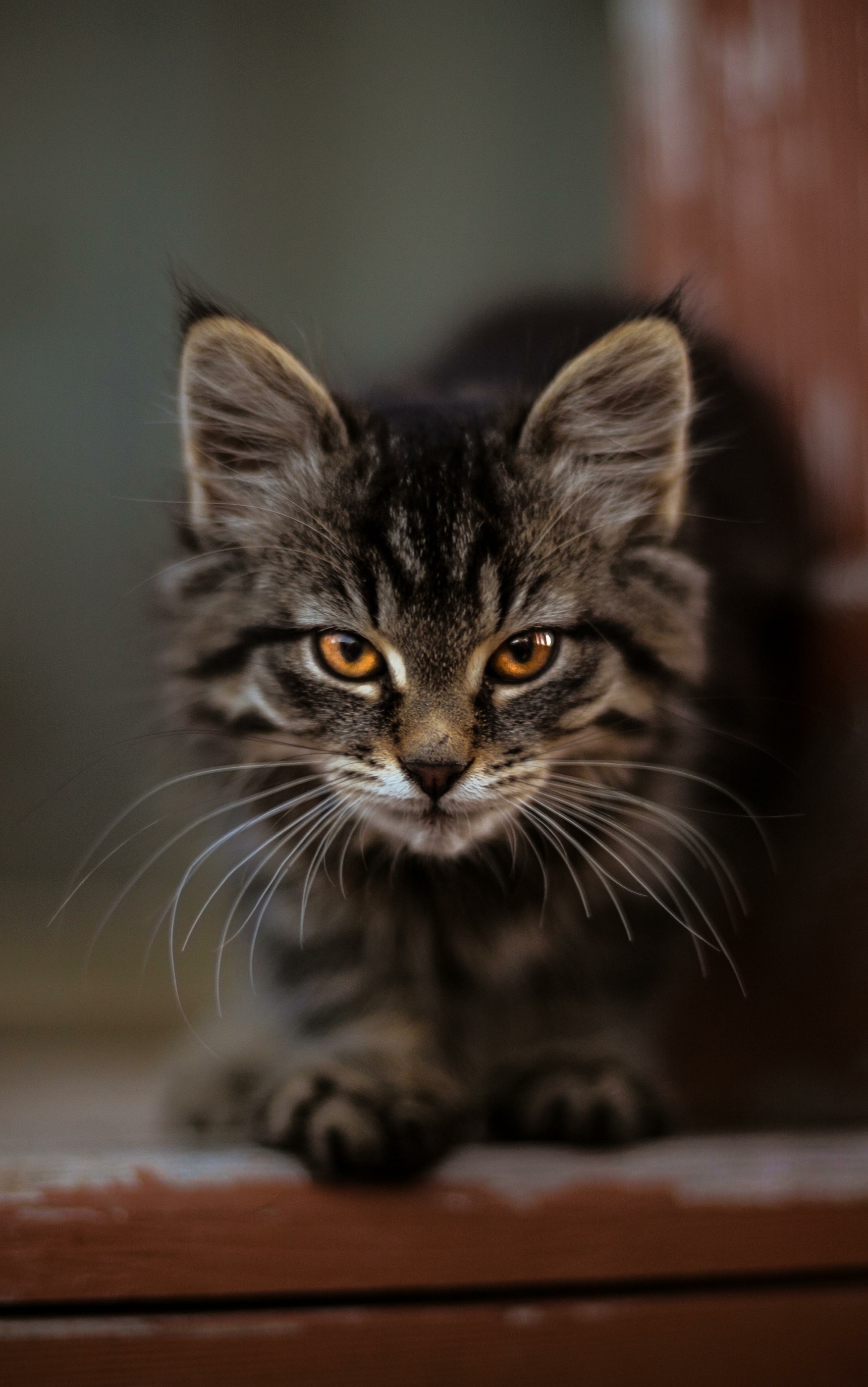 Laden Sie das Tiere, Katzen, Katze, Kätzchen, Tierbaby, Starren-Bild kostenlos auf Ihren PC-Desktop herunter