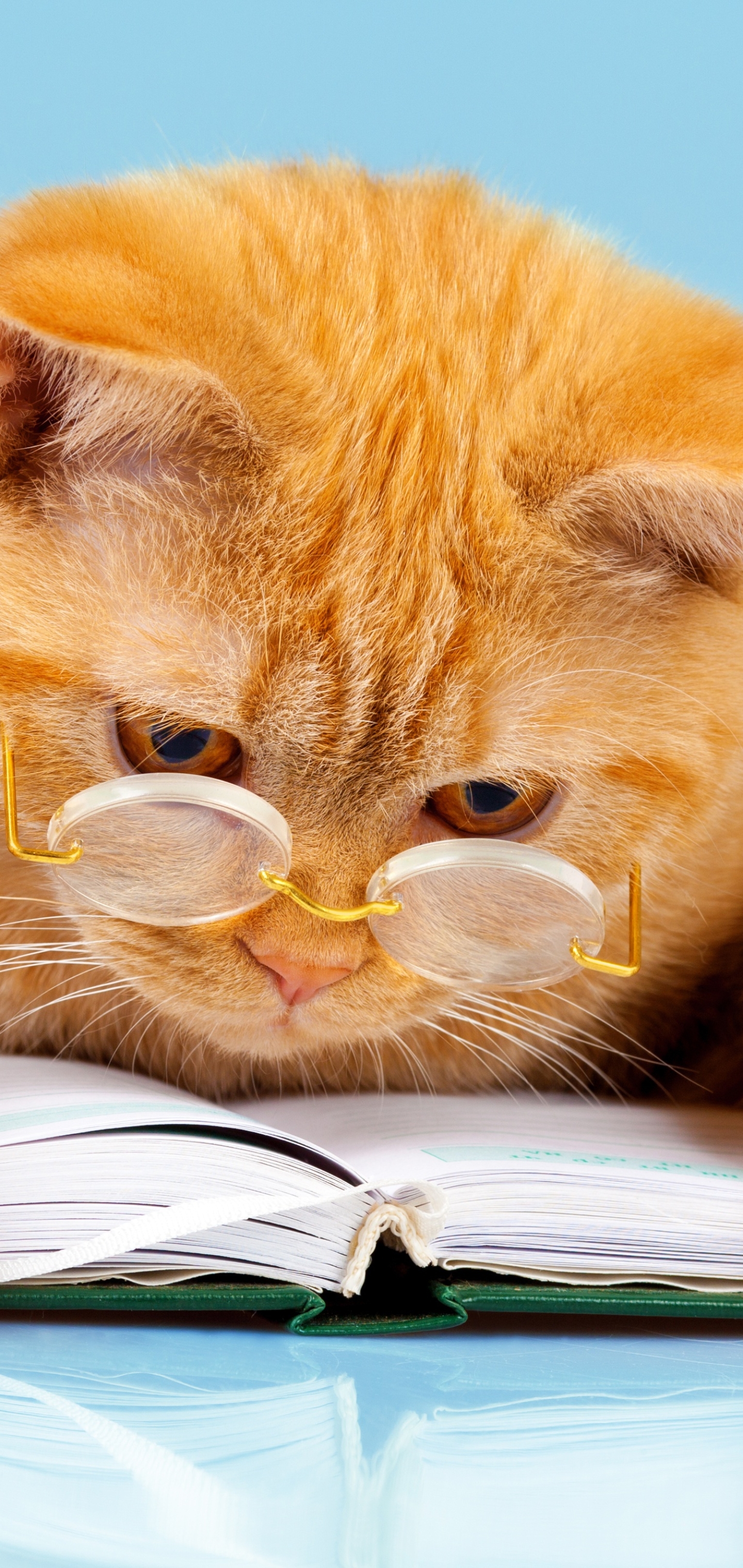 無料モバイル壁紙動物, ネコ, 猫, 本, 眼鏡, ユーモアをダウンロードします。