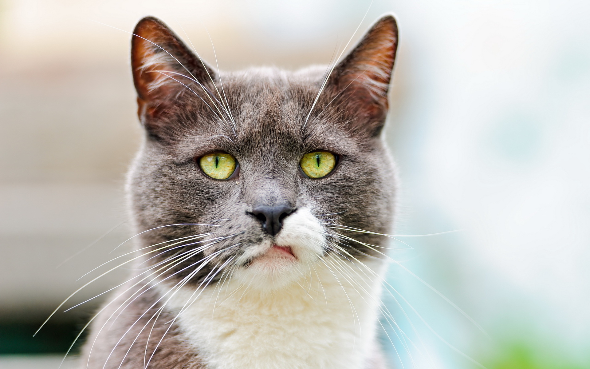 Baixe gratuitamente a imagem Animais, Gatos, Gato na área de trabalho do seu PC