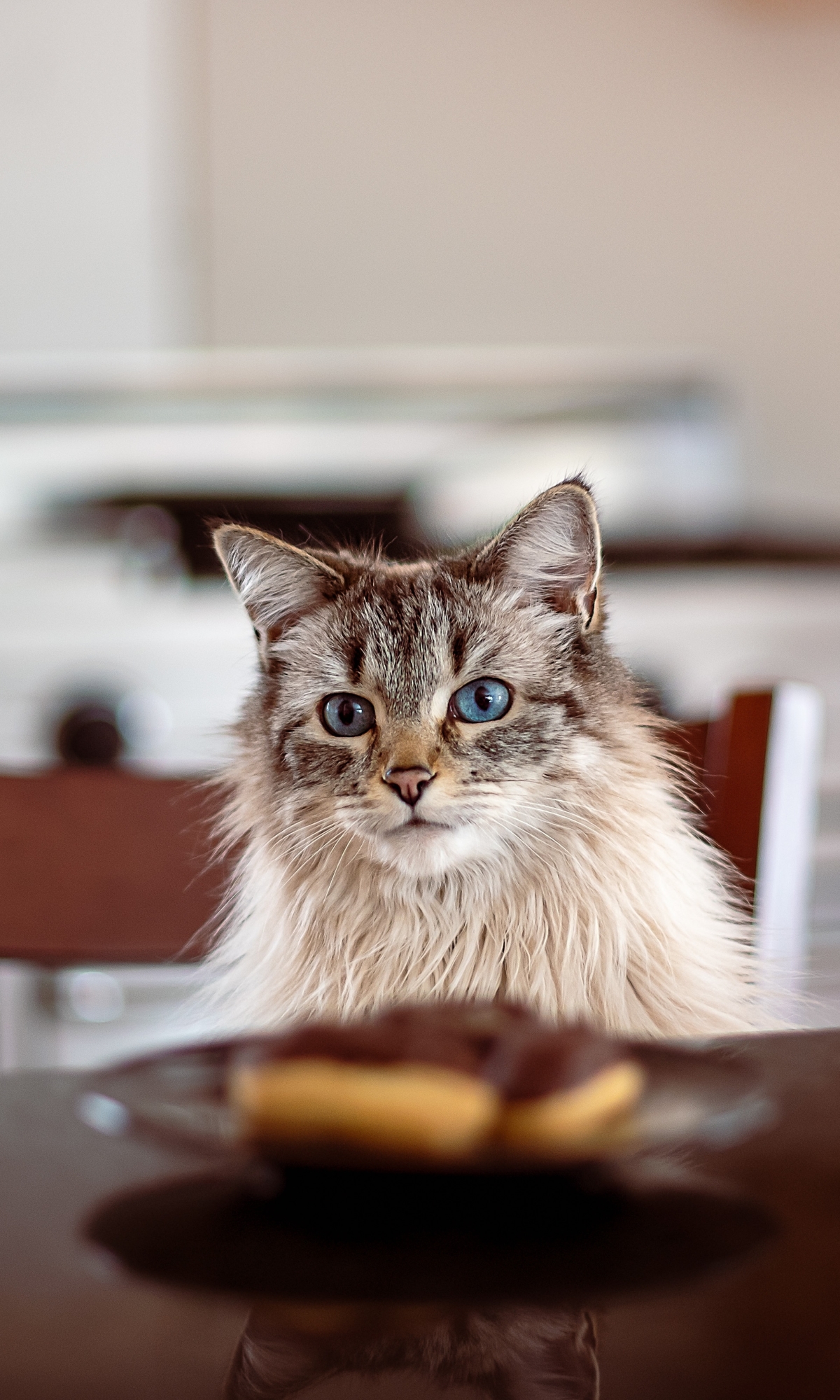 無料モバイル壁紙動物, ネコ, 猫をダウンロードします。