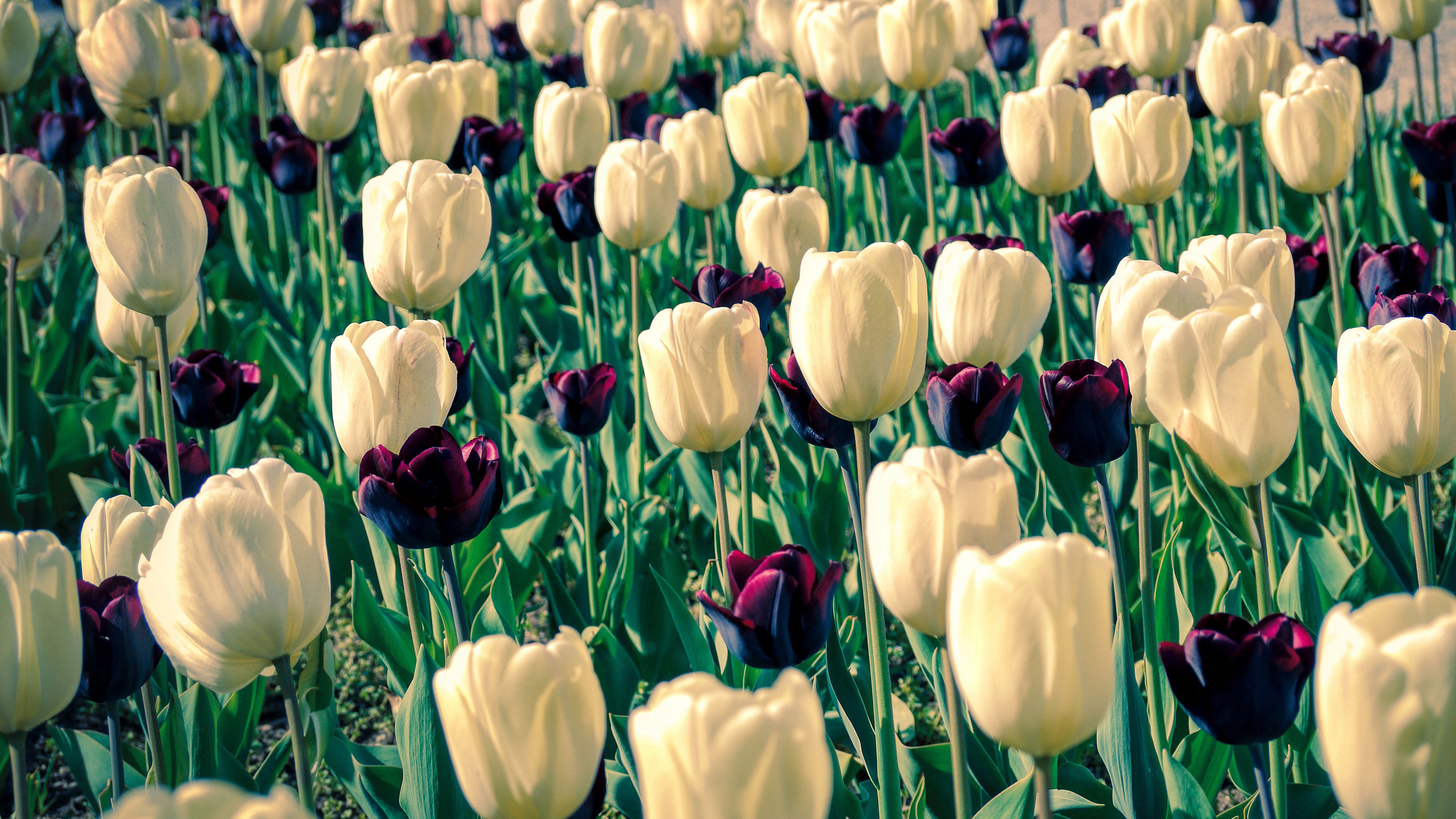 Baixe gratuitamente a imagem Flores, Tulipa, Terra/natureza na área de trabalho do seu PC