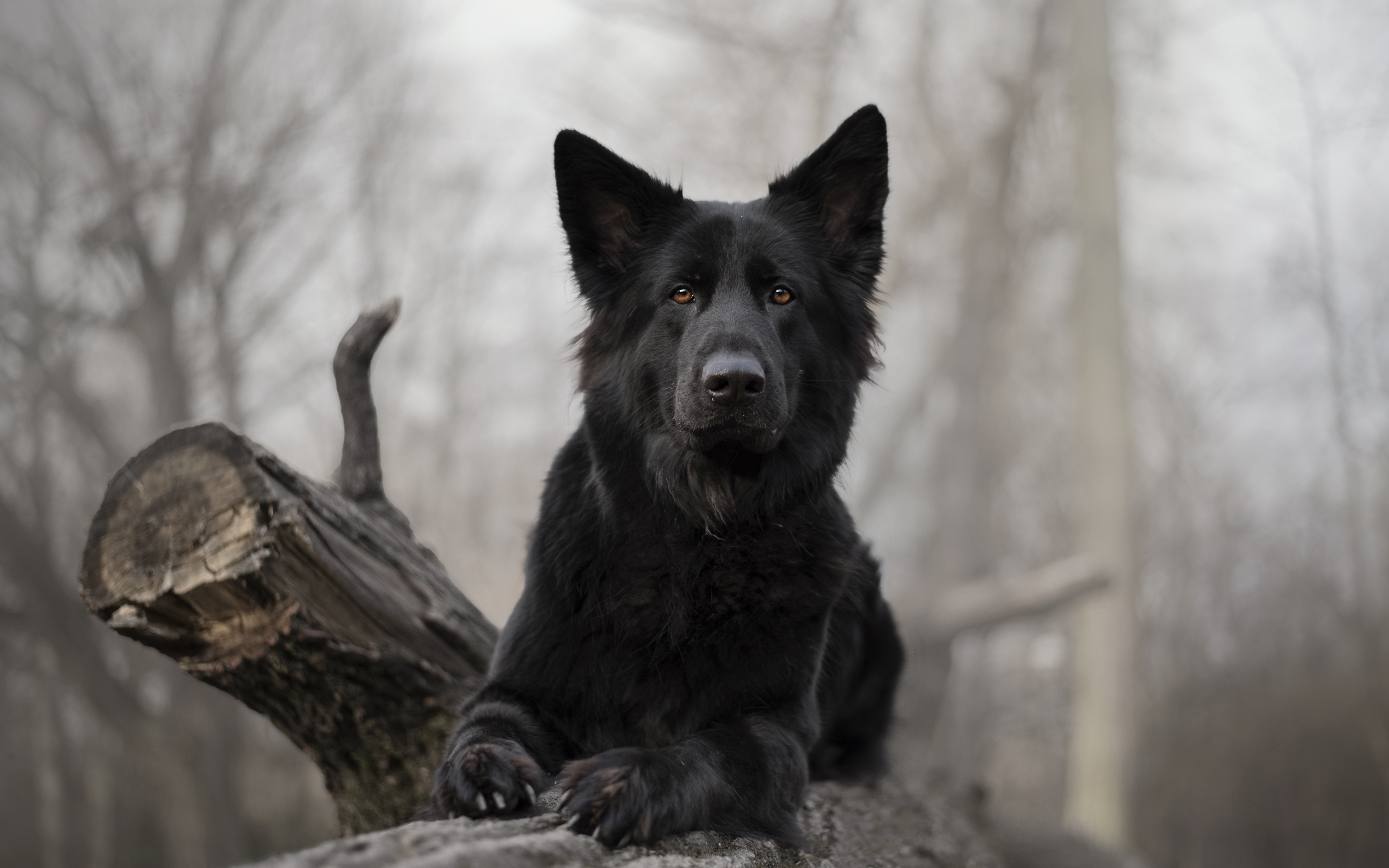 Handy-Wallpaper Tiere, Hunde, Hund, Schäferhund kostenlos herunterladen.