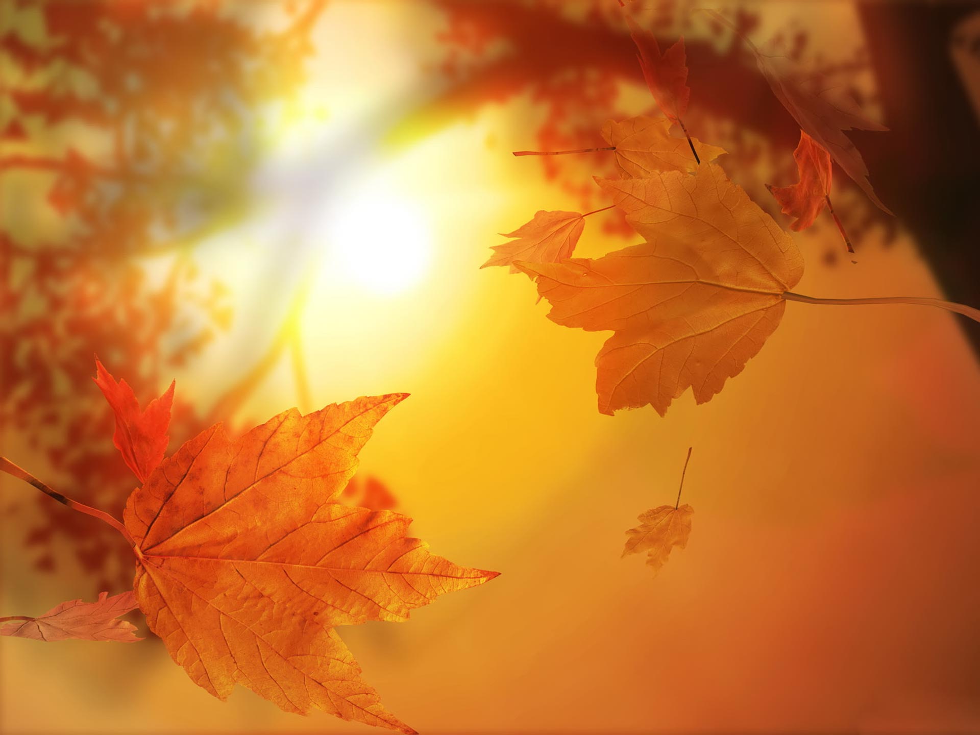 Скачать картинку Природа, Осень, Лист, Земля/природа в телефон бесплатно.