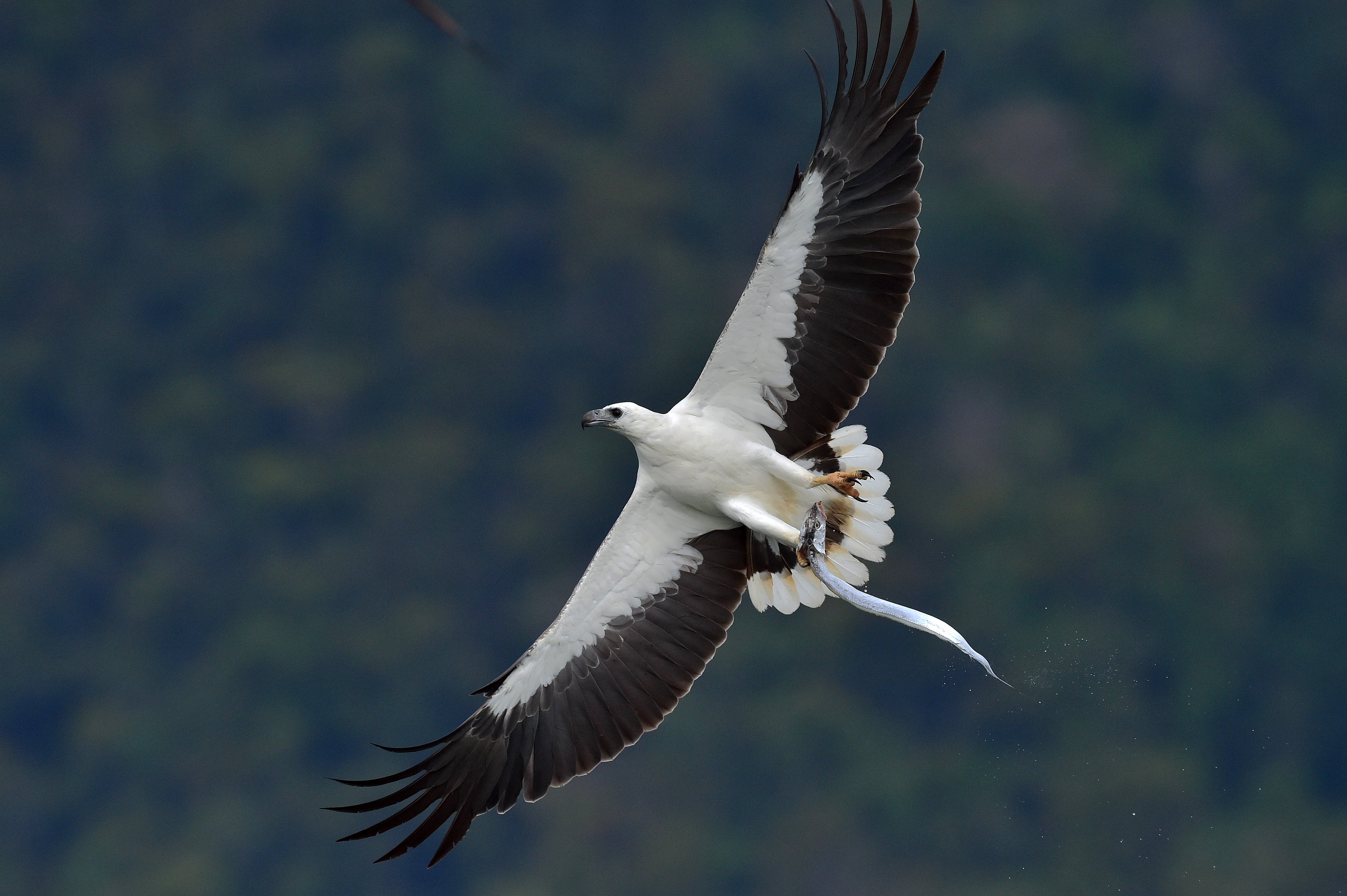 356480 скачать обои животные, белобрюхий орлан, птицы, орел, морской орел, крылья - заставки и картинки бесплатно