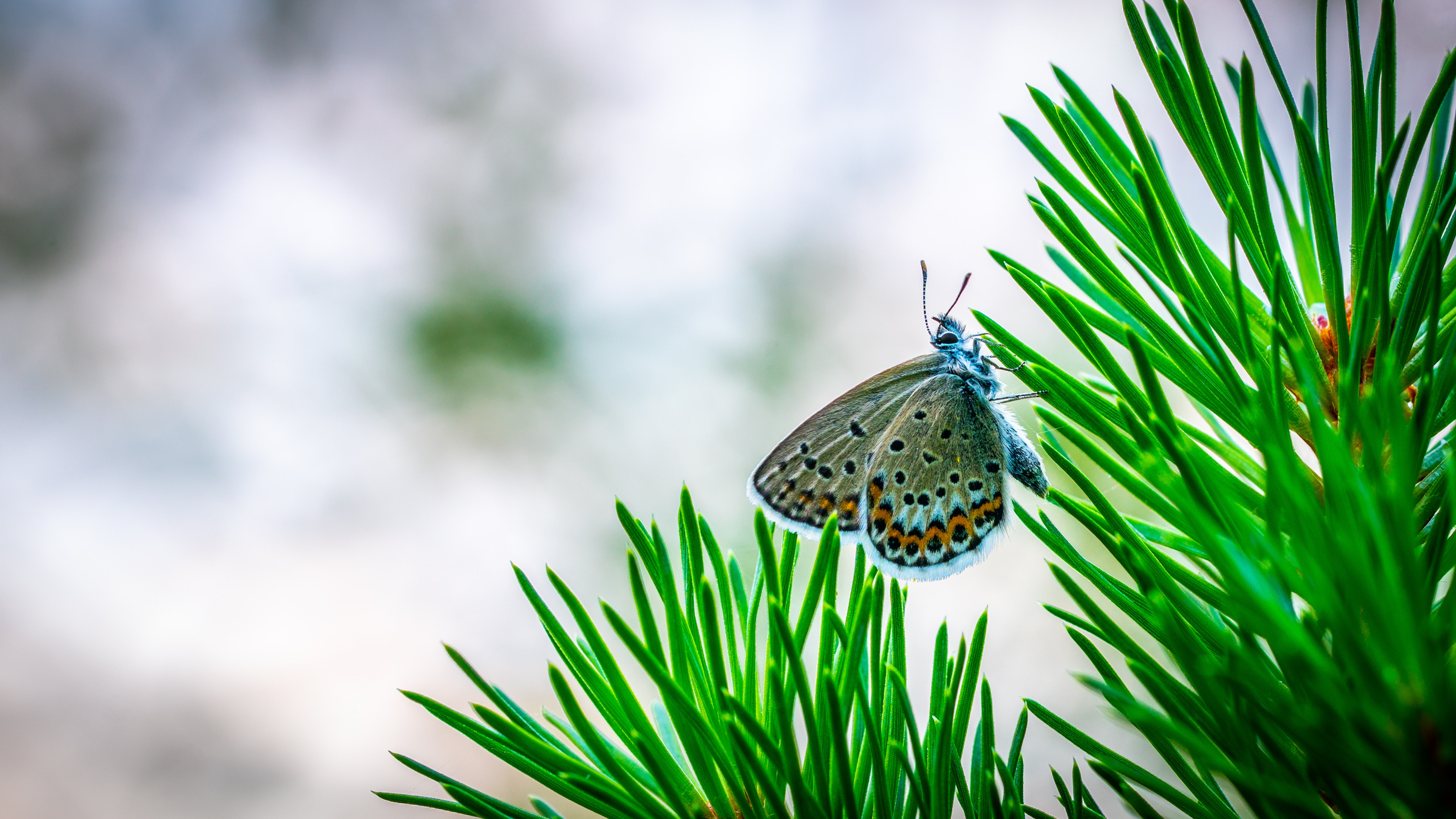 butterfly, needle, macro, branch, insect, spruce, fir
