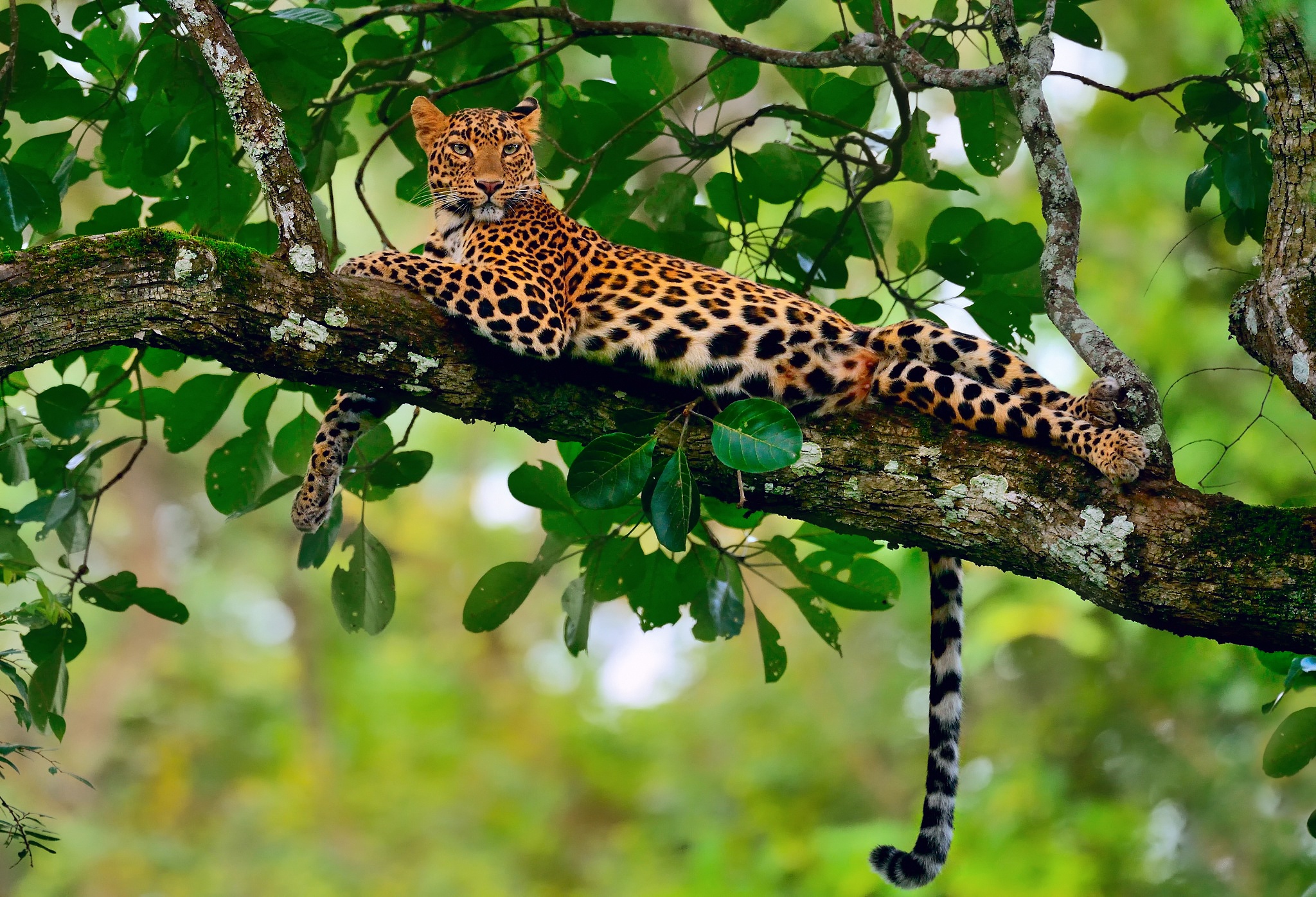 Descarga gratuita de fondo de pantalla para móvil de Animales, Gatos, Leopardo, Descansando.
