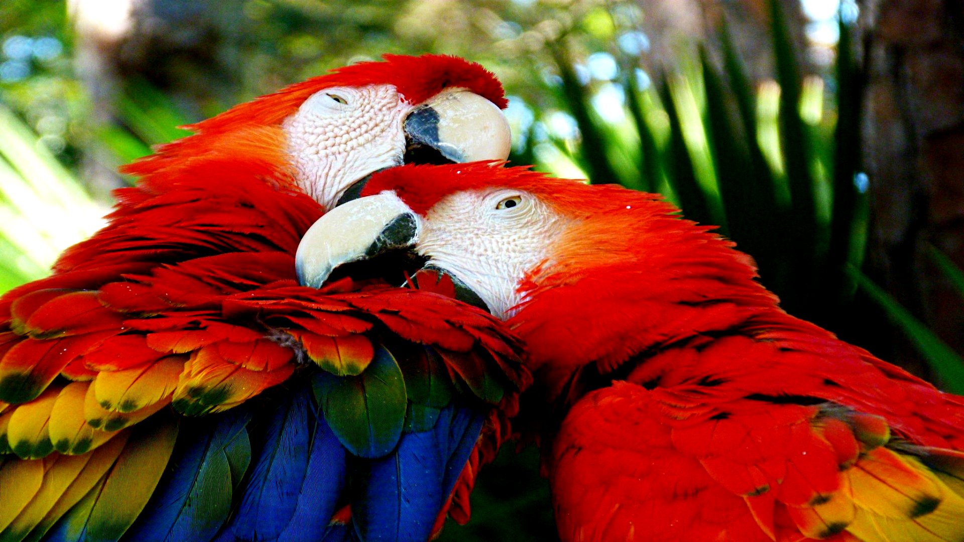 animal, scarlet macaw