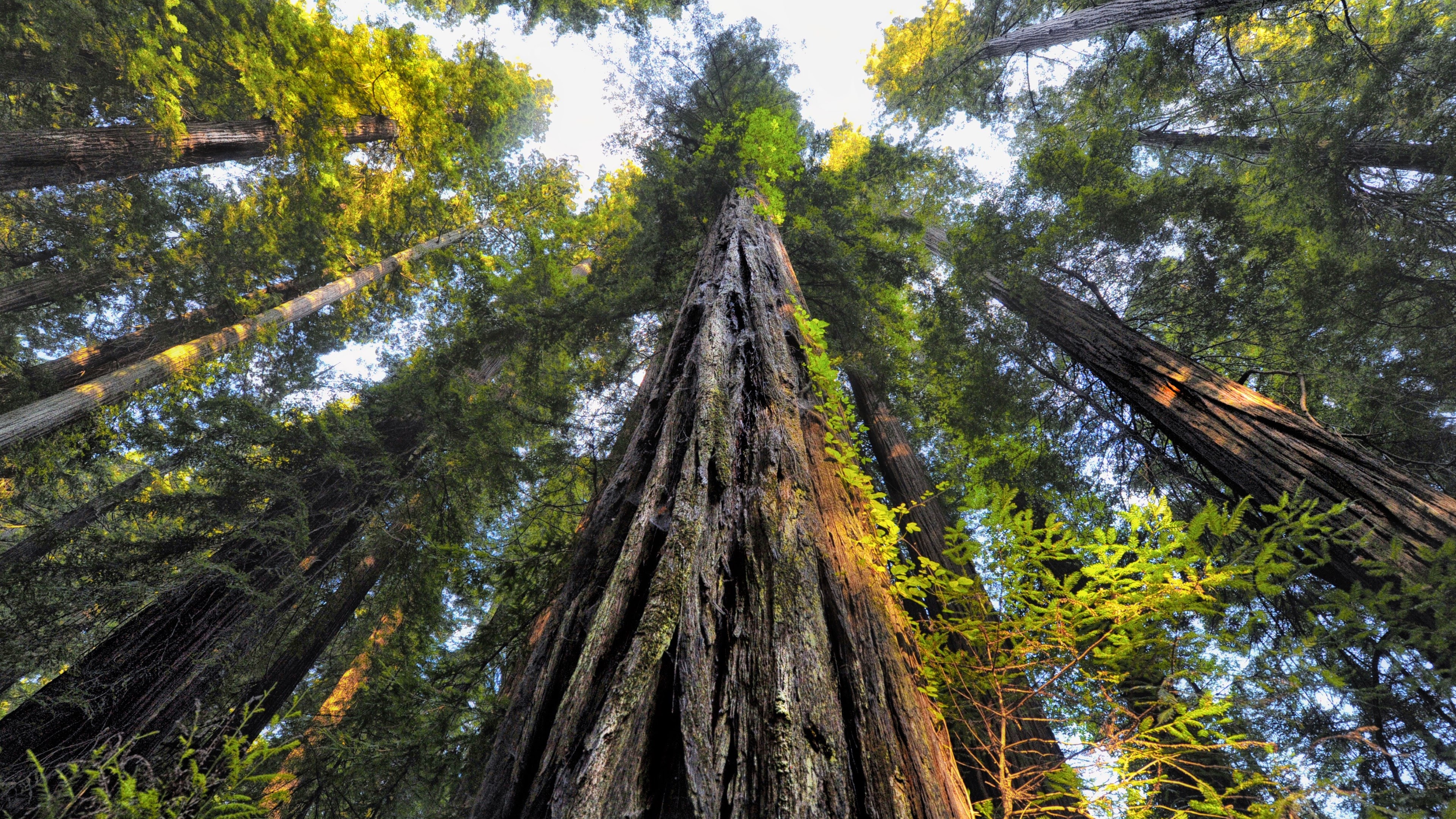 Die besten Redwood-Hintergründe für den Telefonbildschirm