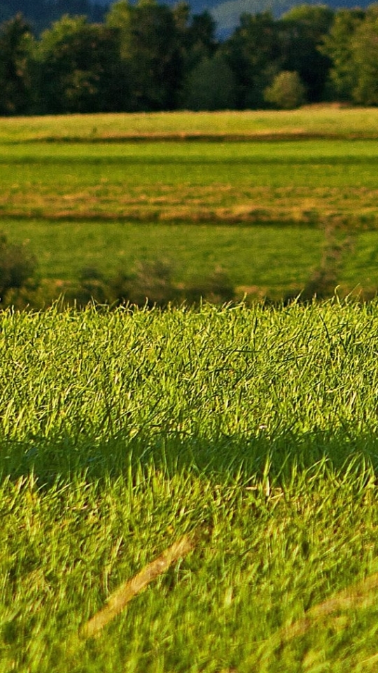 Baixar papel de parede para celular de Paisagem, Floresta, Campo, Terra/natureza gratuito.