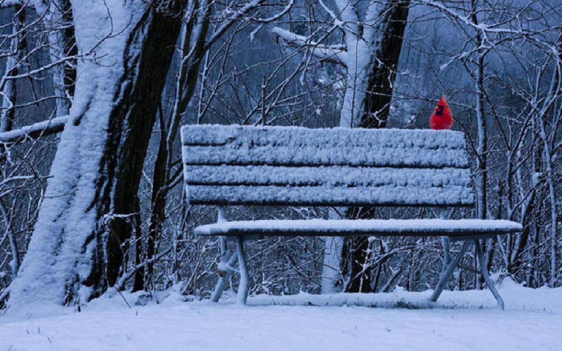 Download mobile wallpaper Winter, Snow, Bird, Park, Tree, Earth, Bench, Cardinal for free.