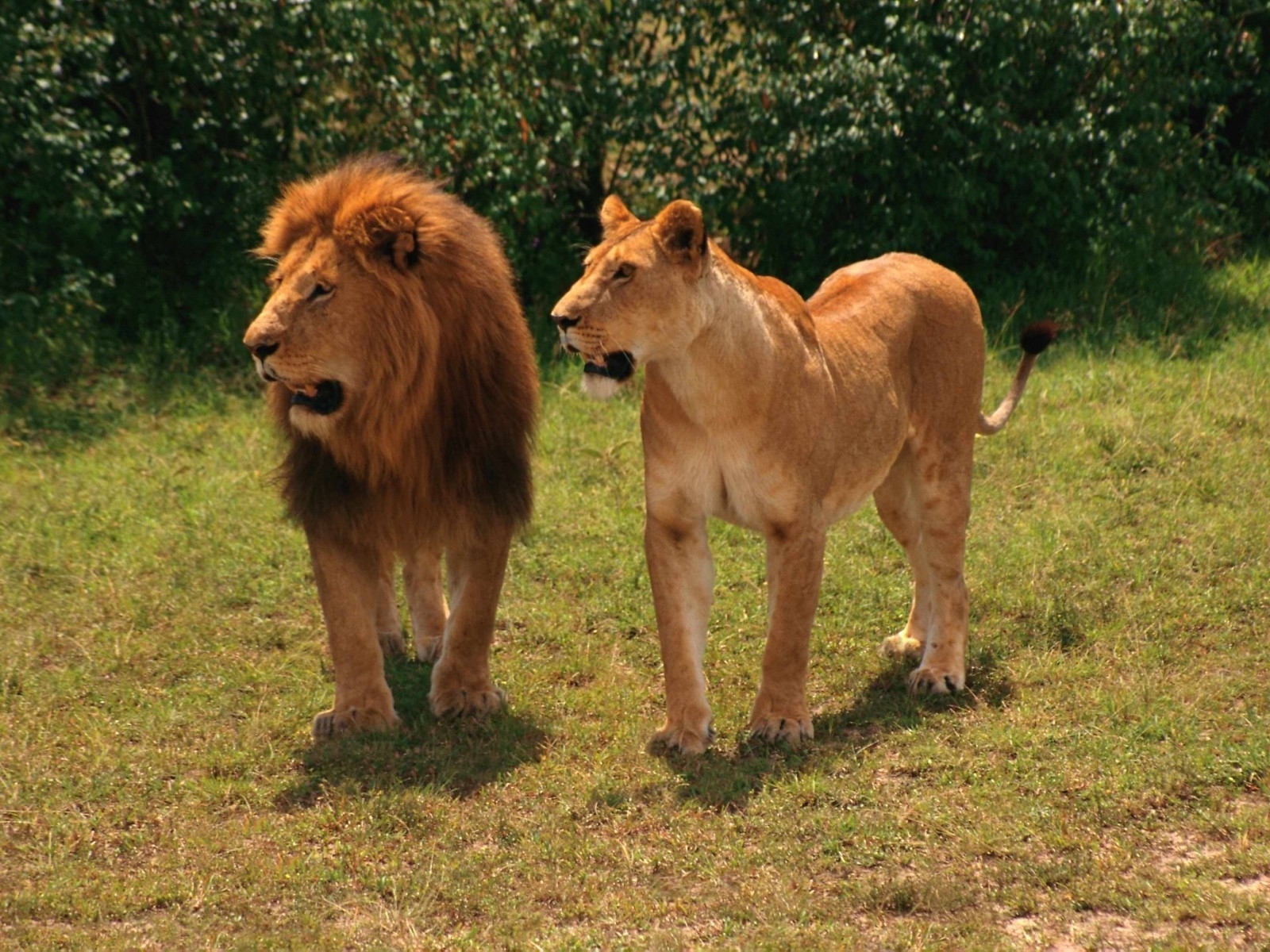 6780 baixar imagens animais, lions - papéis de parede e protetores de tela gratuitamente