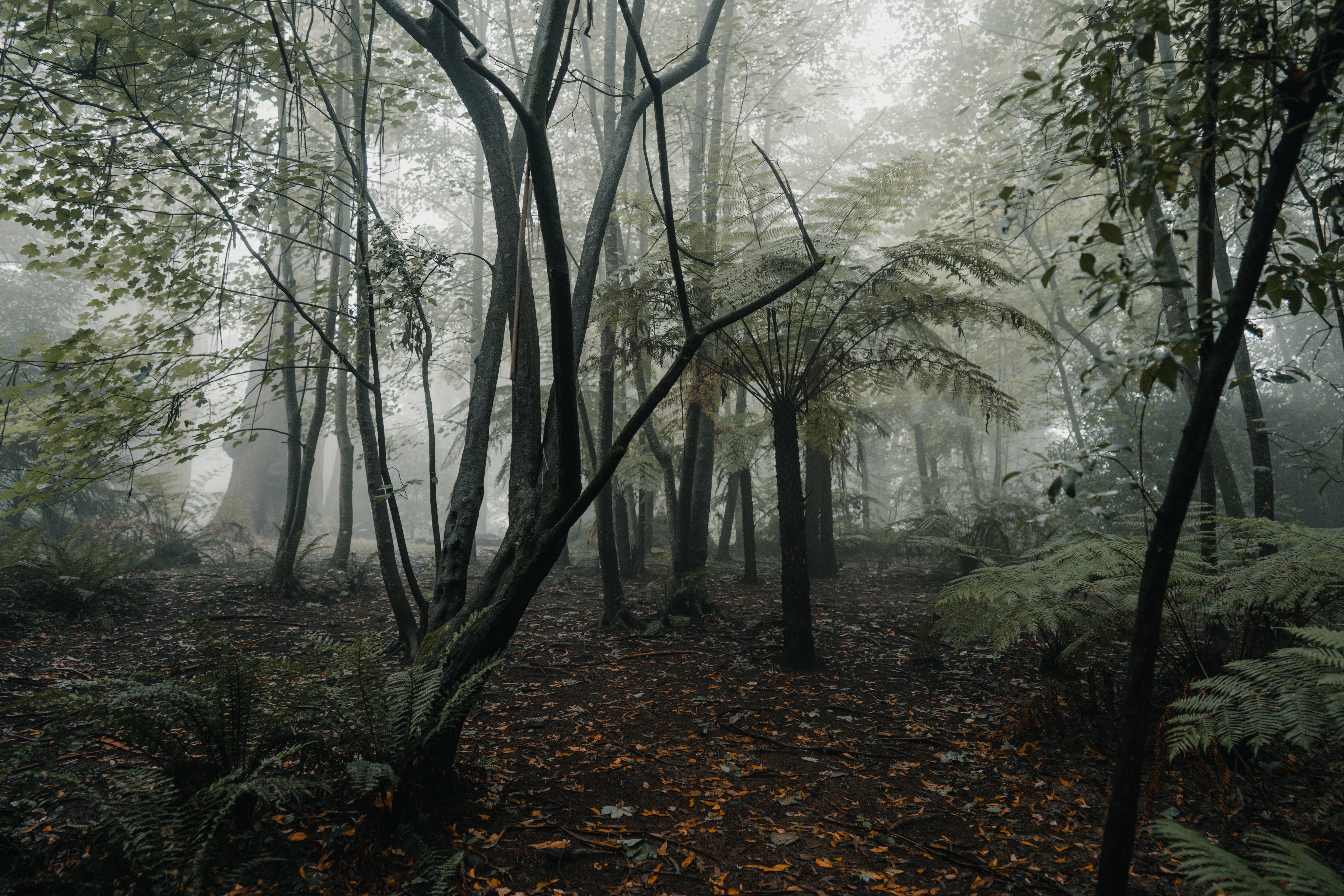 Free download wallpaper Trees, Forest, Fog, Tropics, Nature, Fern on your PC desktop