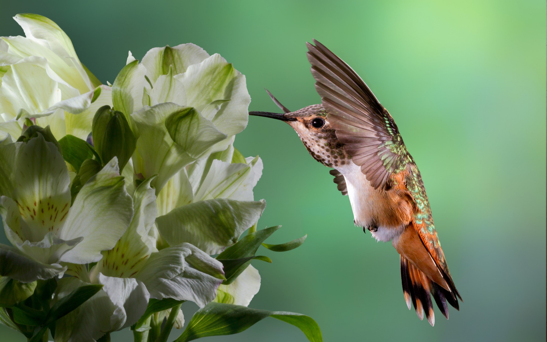無料モバイル壁紙動物, 鳥, ハチドリをダウンロードします。