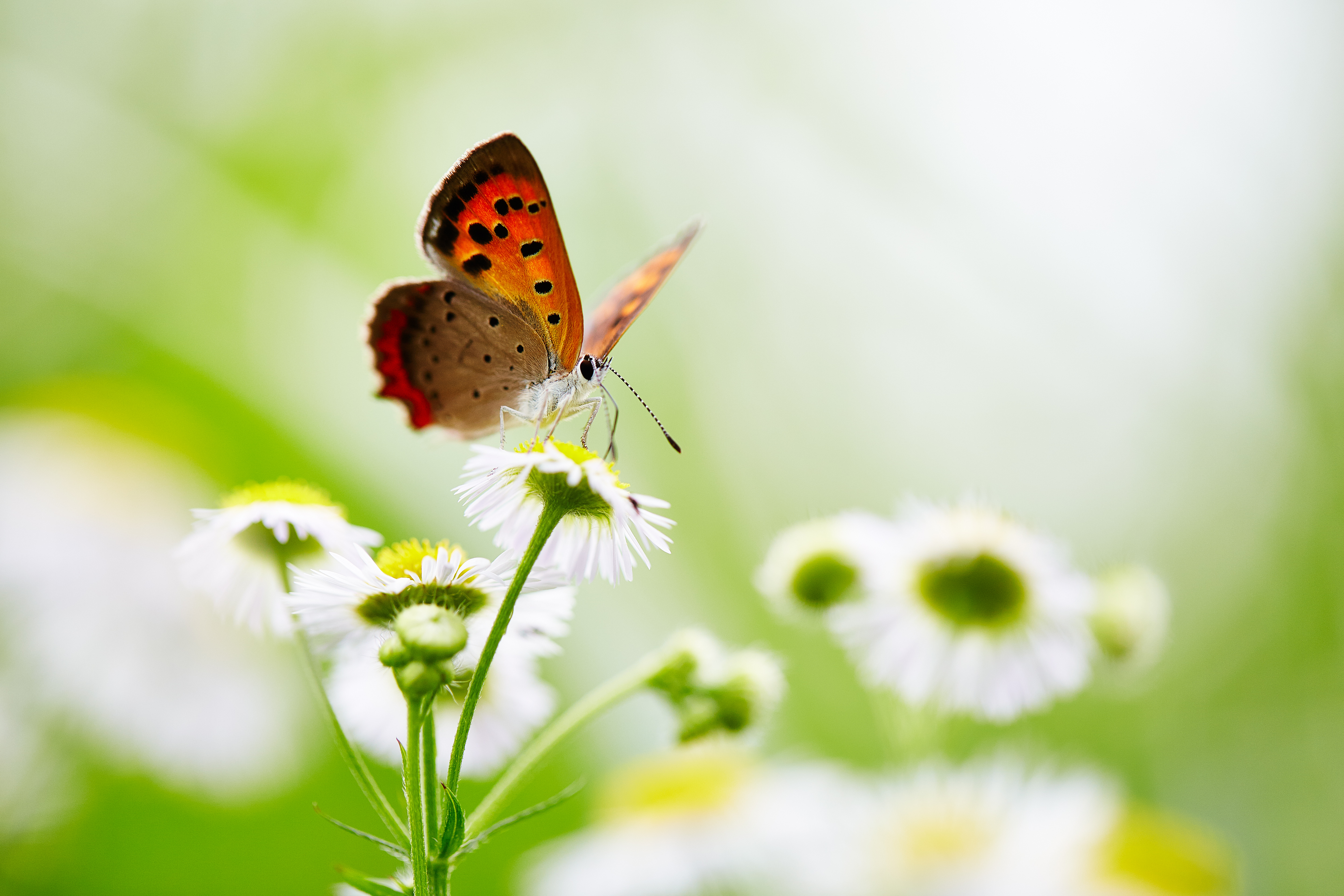 Descarga gratis la imagen Animales, Flor, Insecto, Mariposa, Flor Blanca, Macrofotografía en el escritorio de tu PC