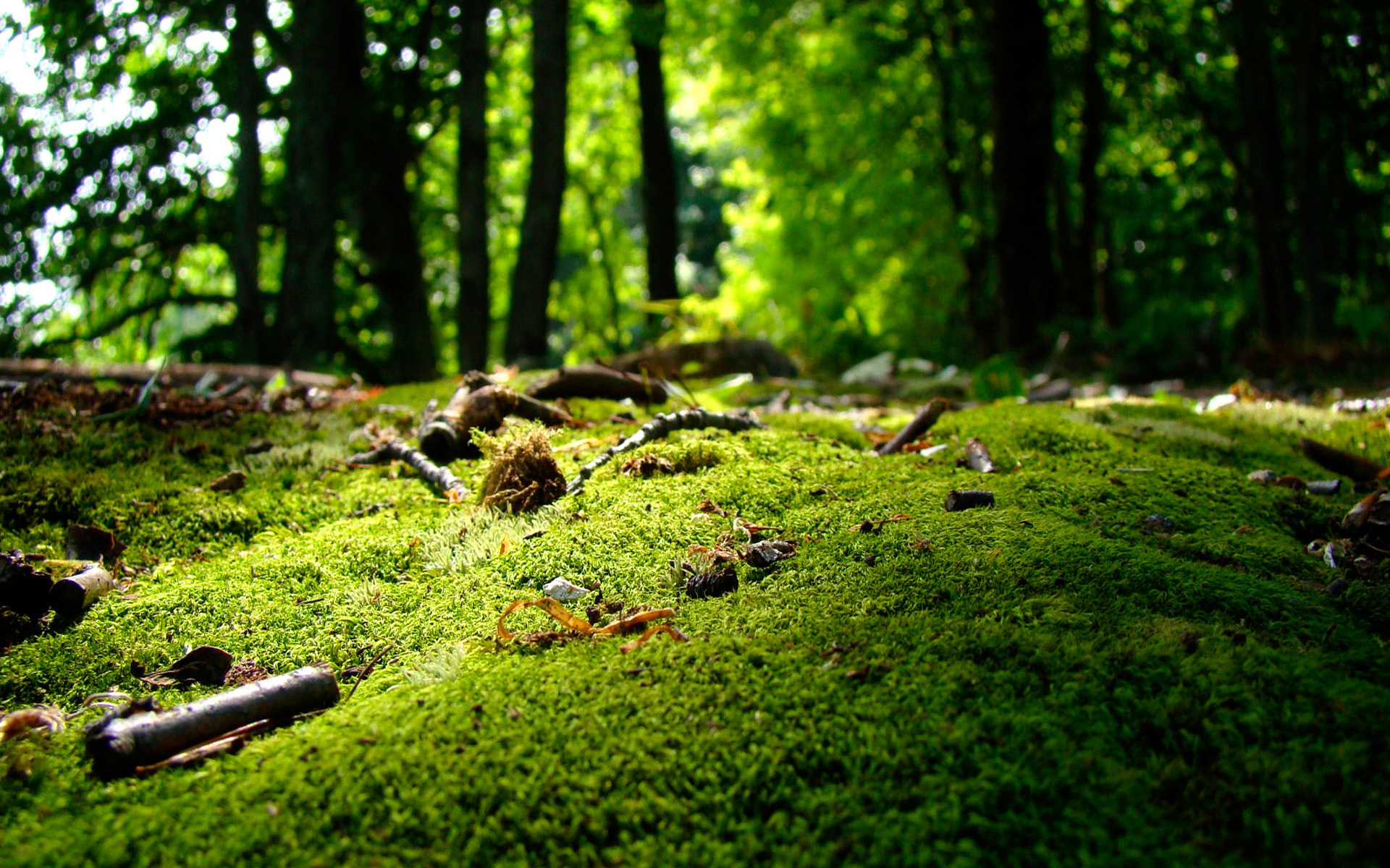 Download mobile wallpaper Forest, Earth for free.