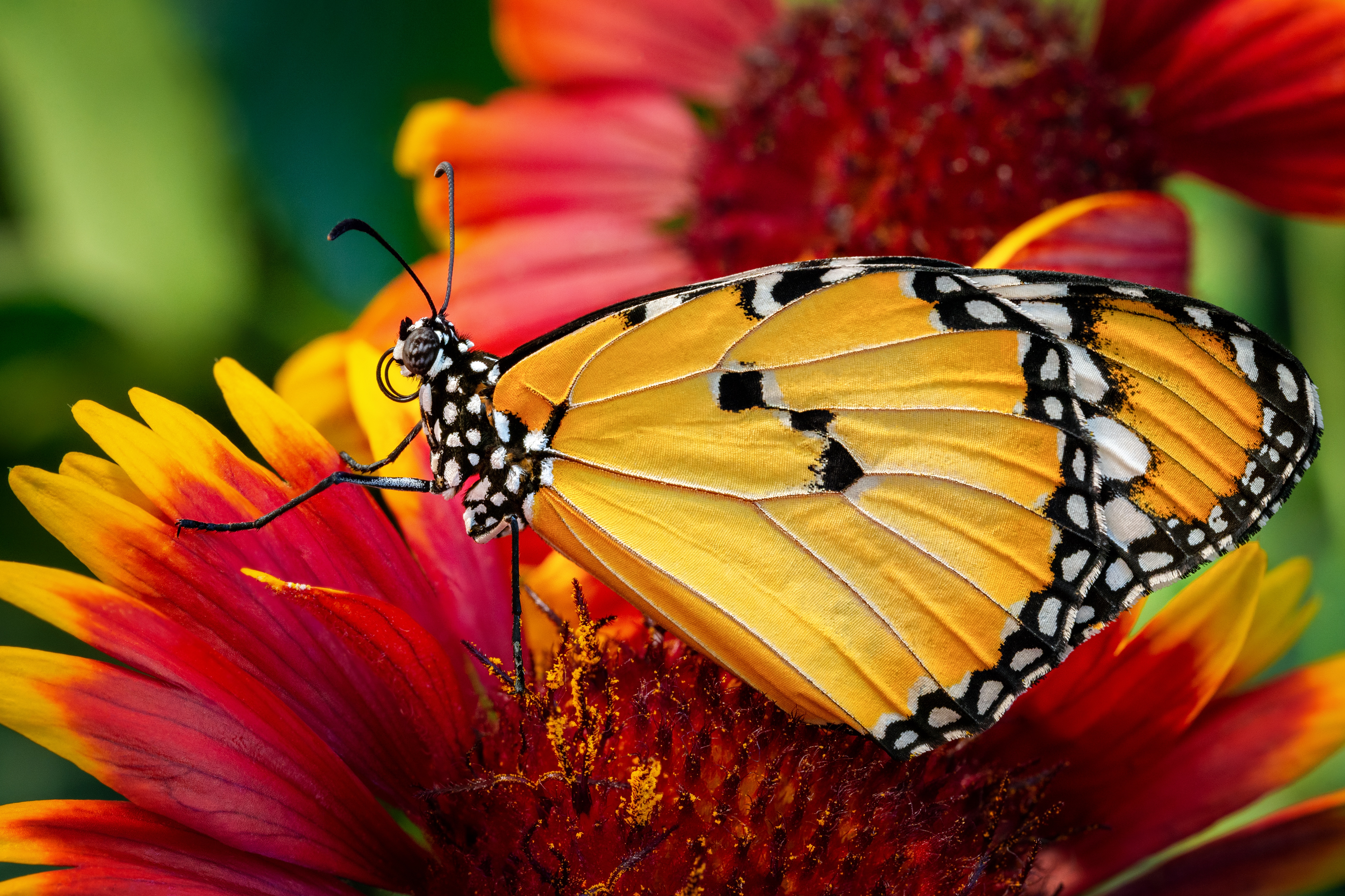 Descarga gratis la imagen Animales, Flor, Insecto, Mariposa, Macrofotografía en el escritorio de tu PC