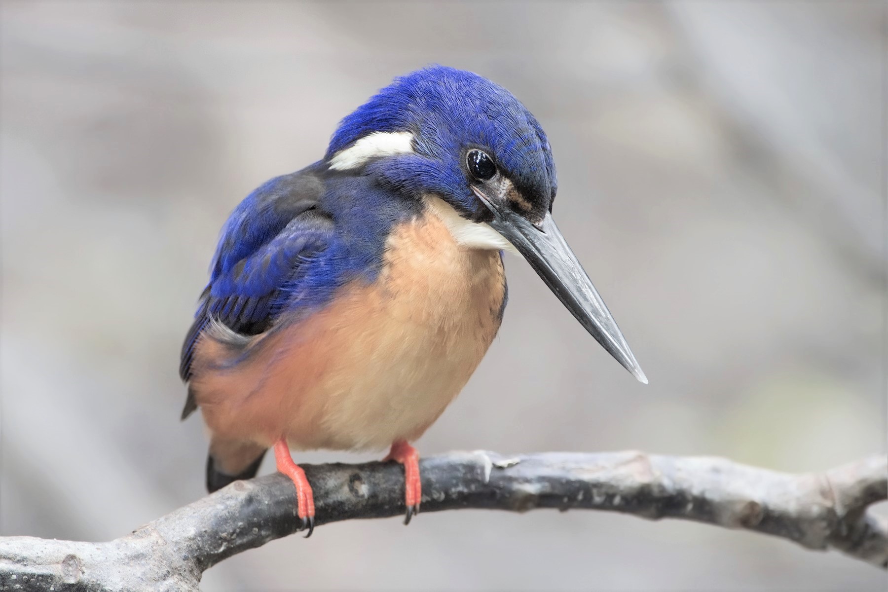 Laden Sie das Tiere, Vögel, Vogel, Ast, Eisvogel, Azurblauer Eisvogel-Bild kostenlos auf Ihren PC-Desktop herunter