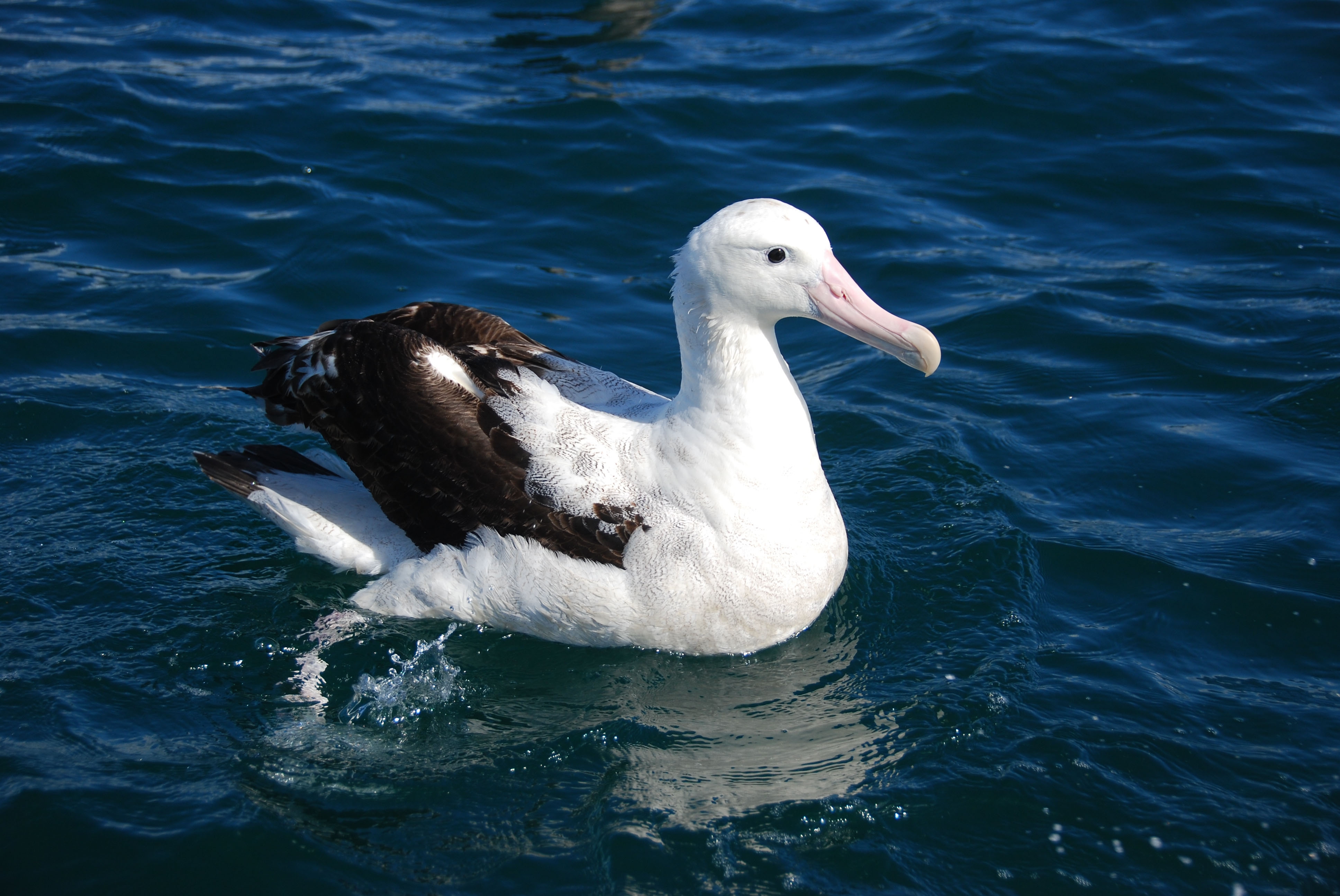 145908 скачать обои альбатрос, плавать, животные, море, перья, птица - заставки и картинки бесплатно