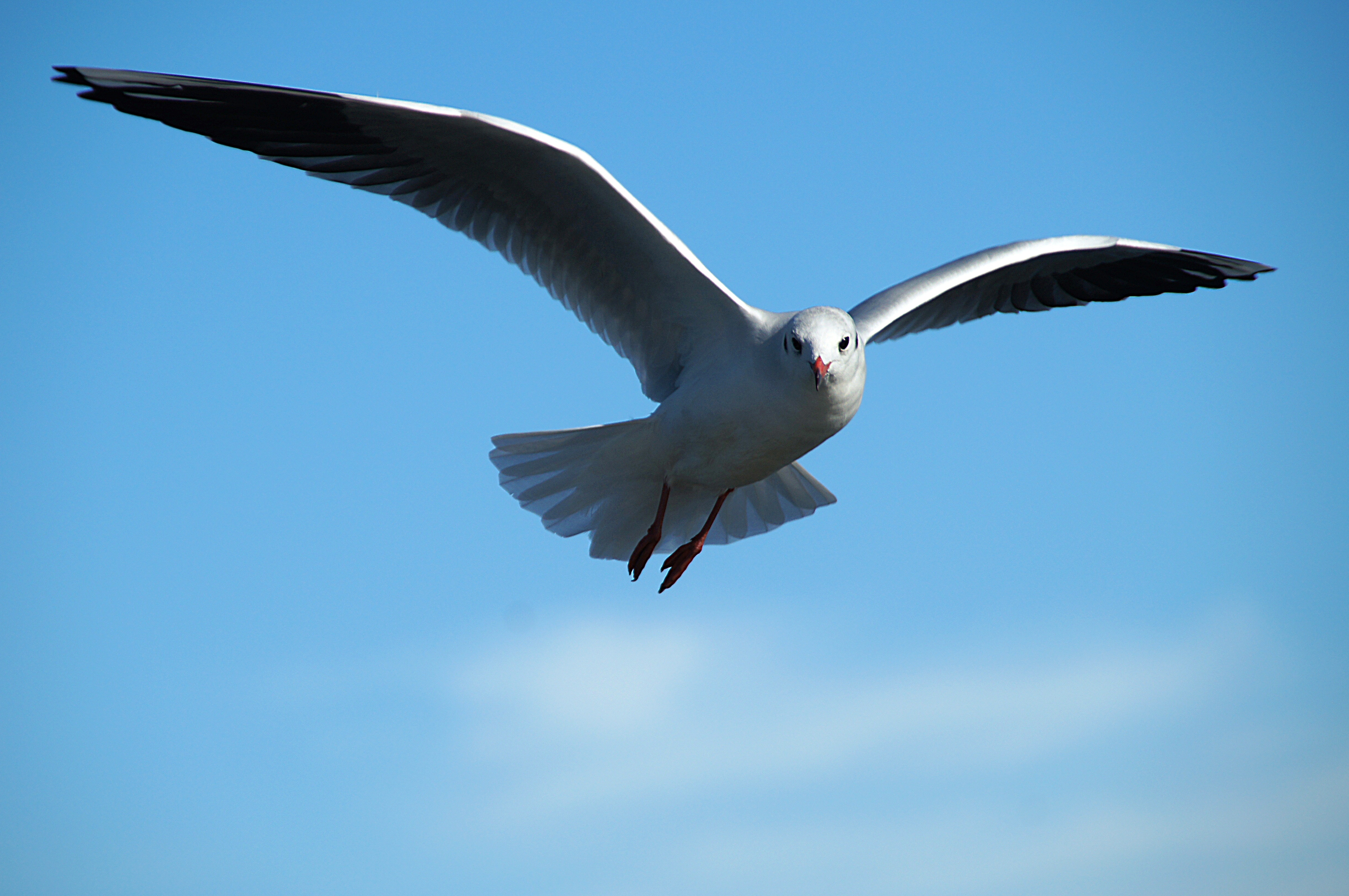 Download mobile wallpaper Gull, Sky, Animals, Seagull, Flight, Bird for free.