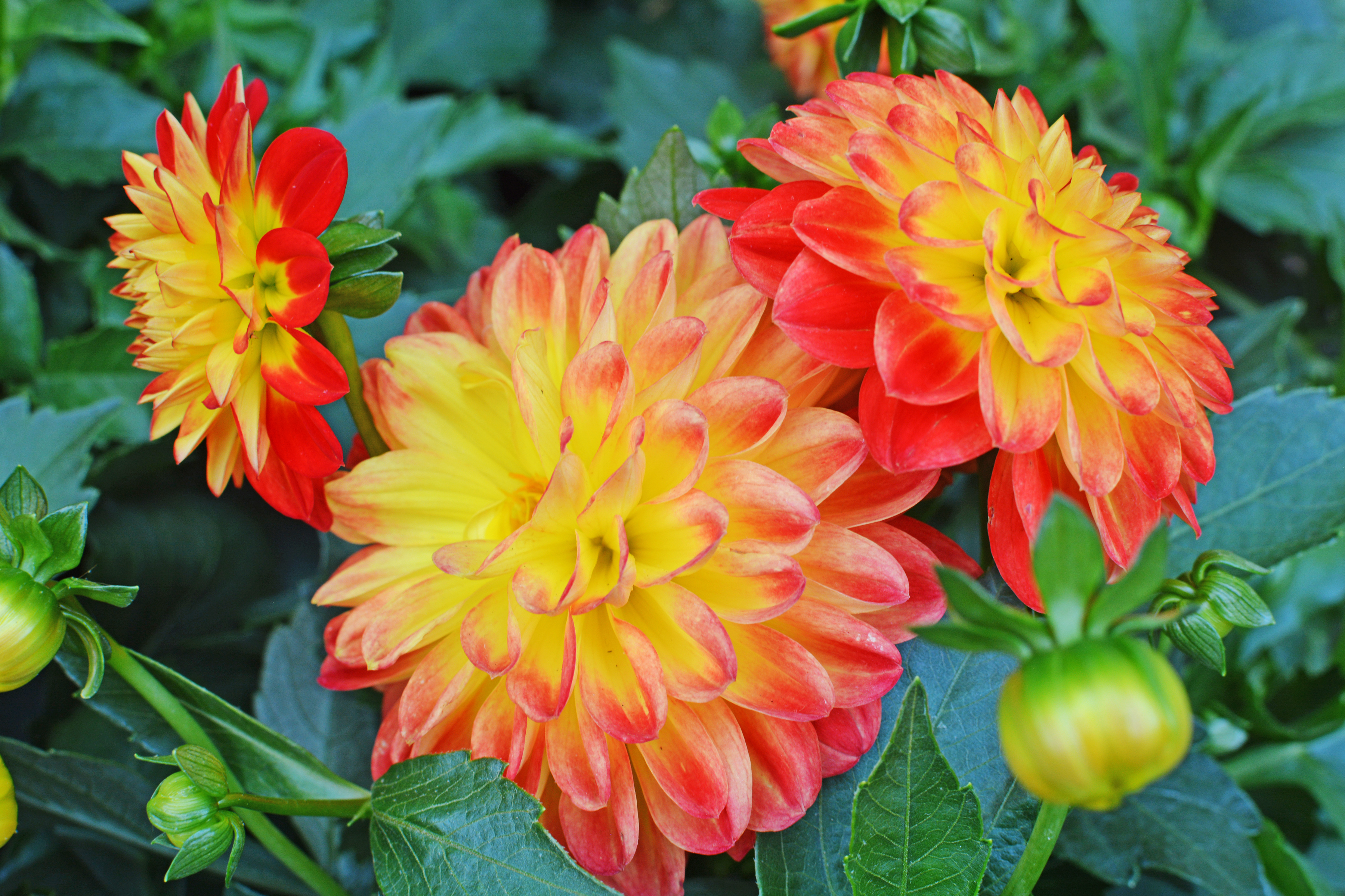 Téléchargez gratuitement l'image Fleurs, Fleur, Dahlia, Terre/nature, Fleur D'oranger sur le bureau de votre PC