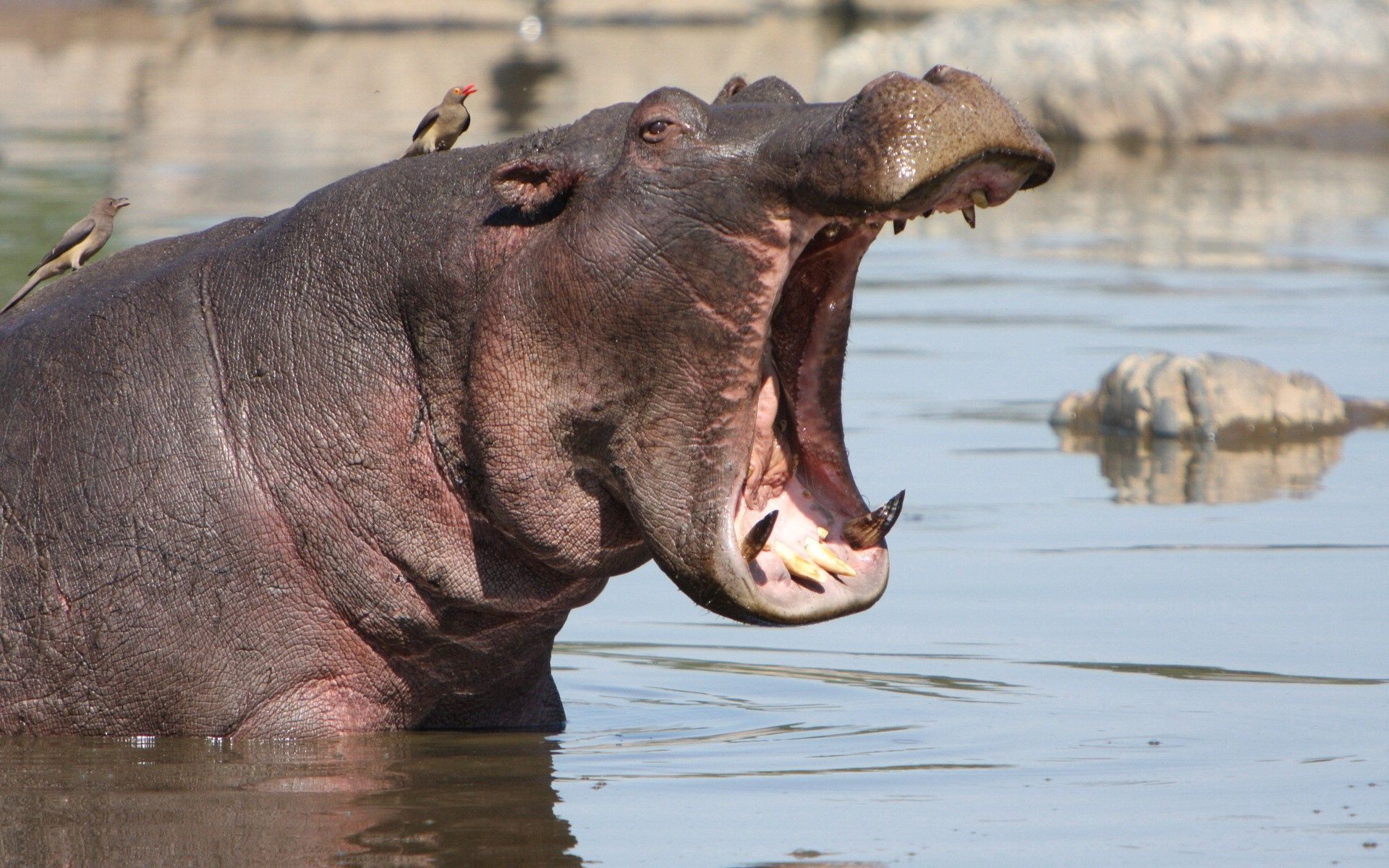 Download mobile wallpaper To Fall, Animals, Mouth, Anger, Water, Hippopotamus for free.