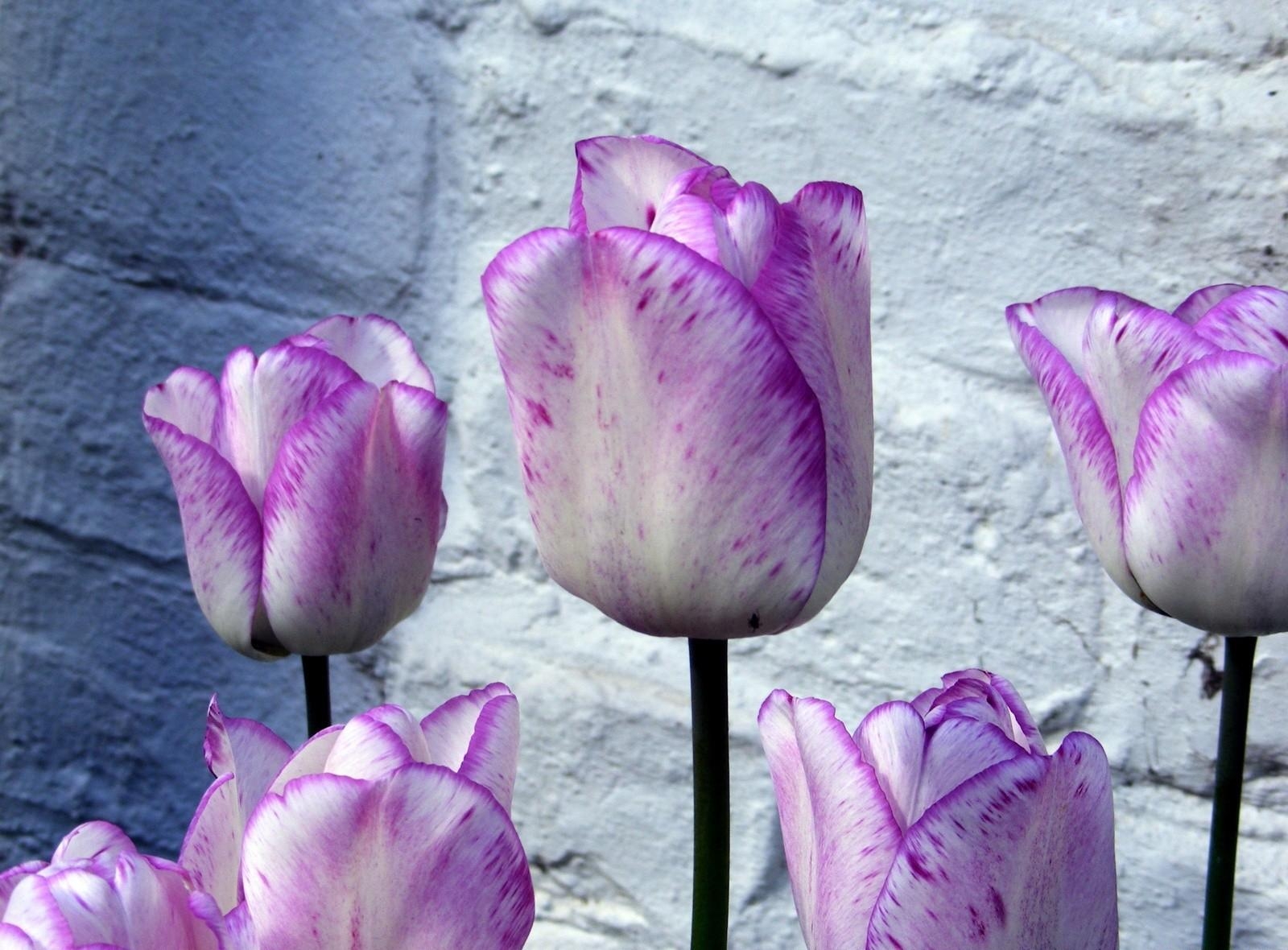 119287 télécharger l'image fleurs, tulipes, parterre de fleurs, parterre, mur, bourgeons, panaché, tacheté - fonds d'écran et économiseurs d'écran gratuits