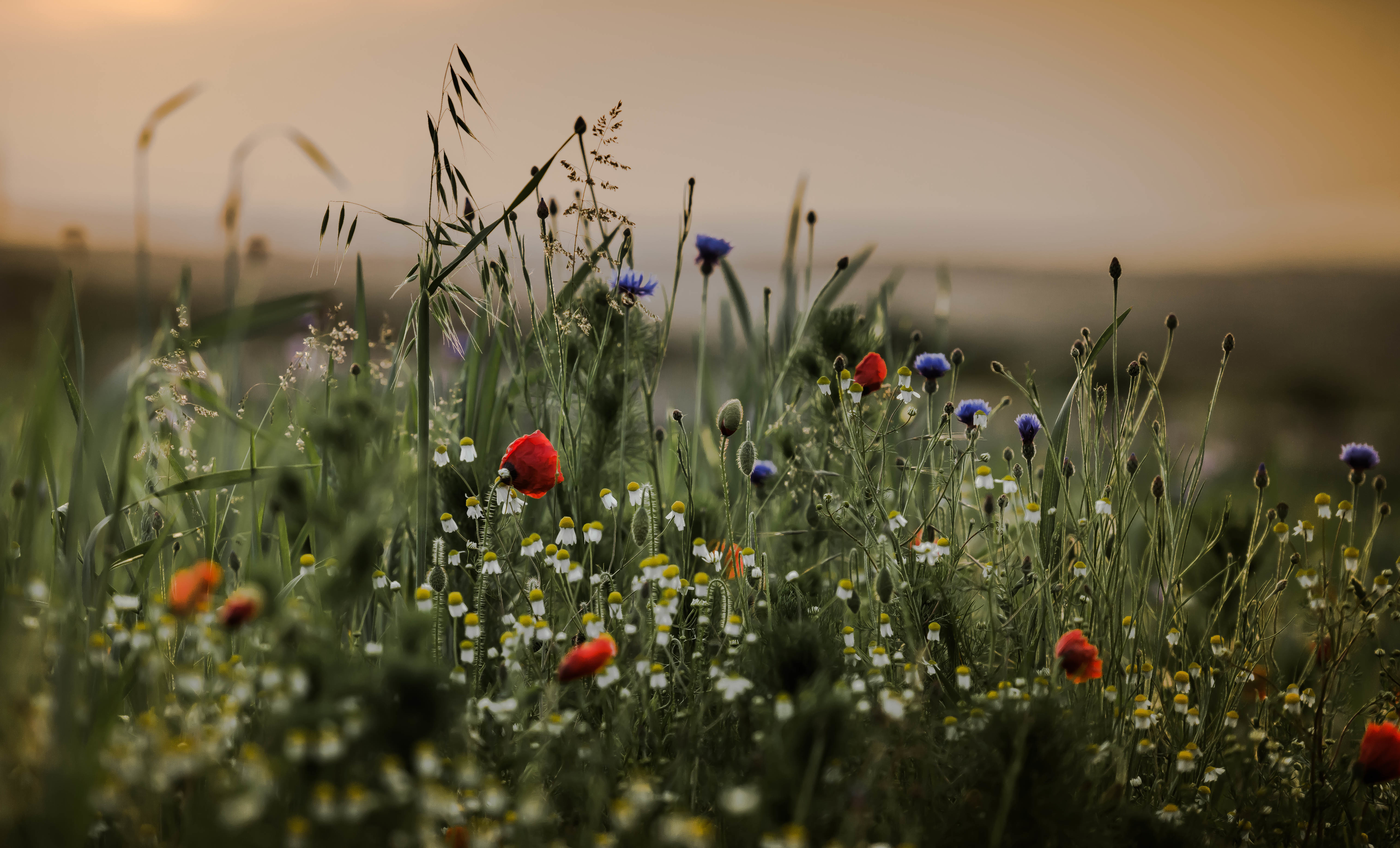 Laden Sie das Natur, Mohn, Sommer, Blume, Wiese, Erde/natur-Bild kostenlos auf Ihren PC-Desktop herunter