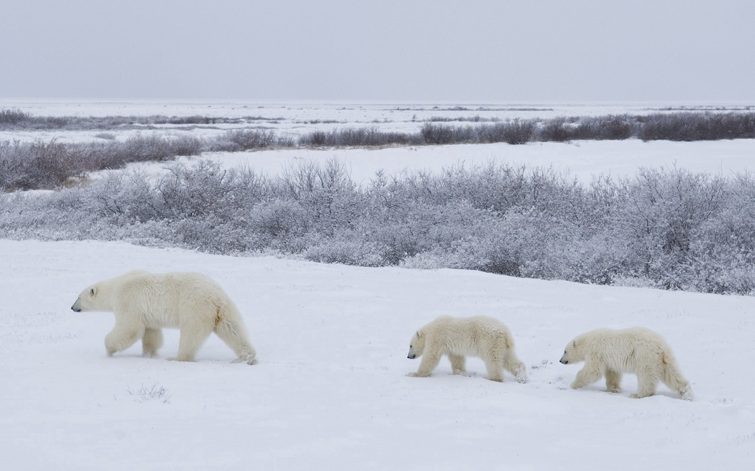 family, polar bears, snow, animals, bears, stroll