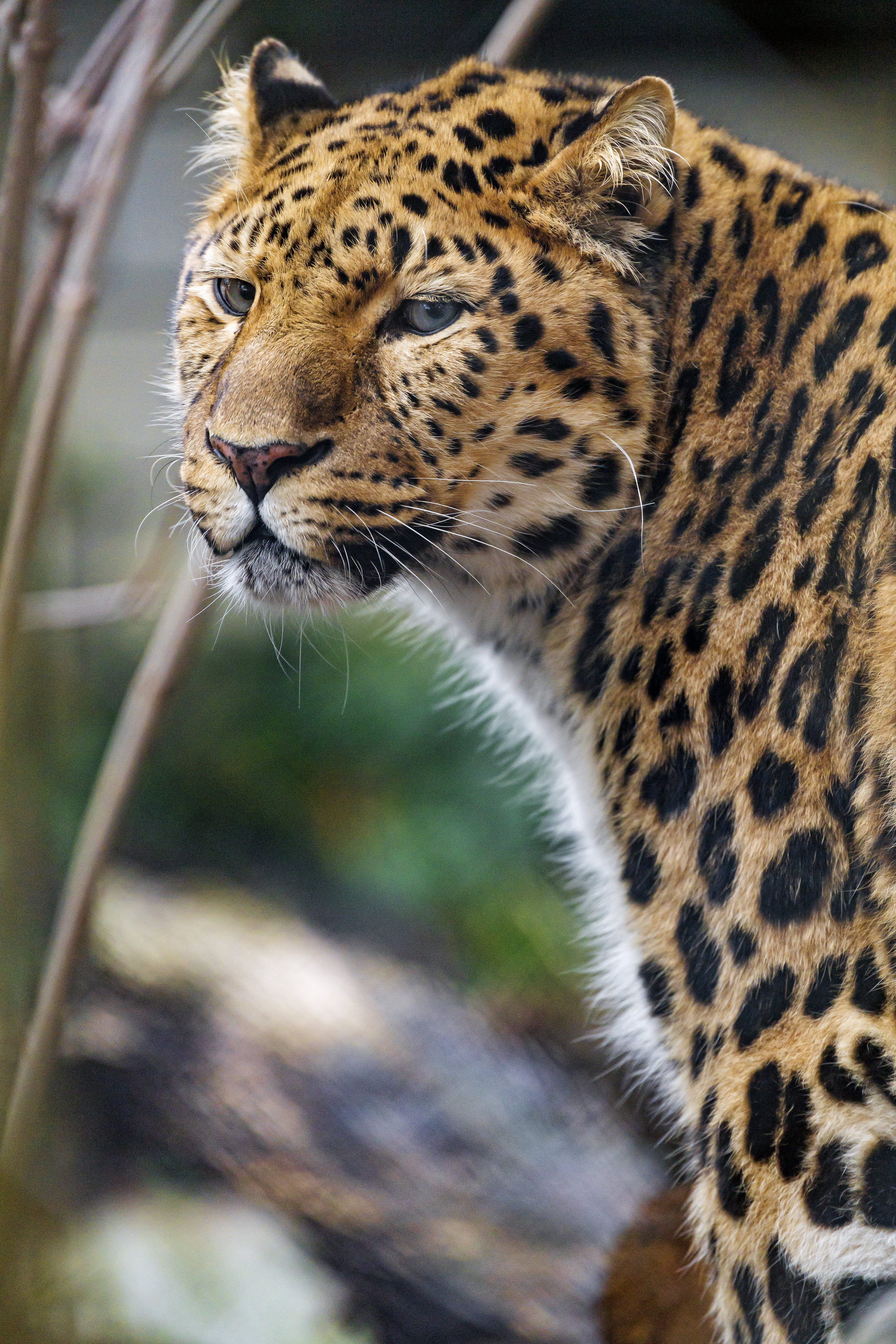 stains, sight, opinion, animals, leopard, predator, big cat, spots 5K
