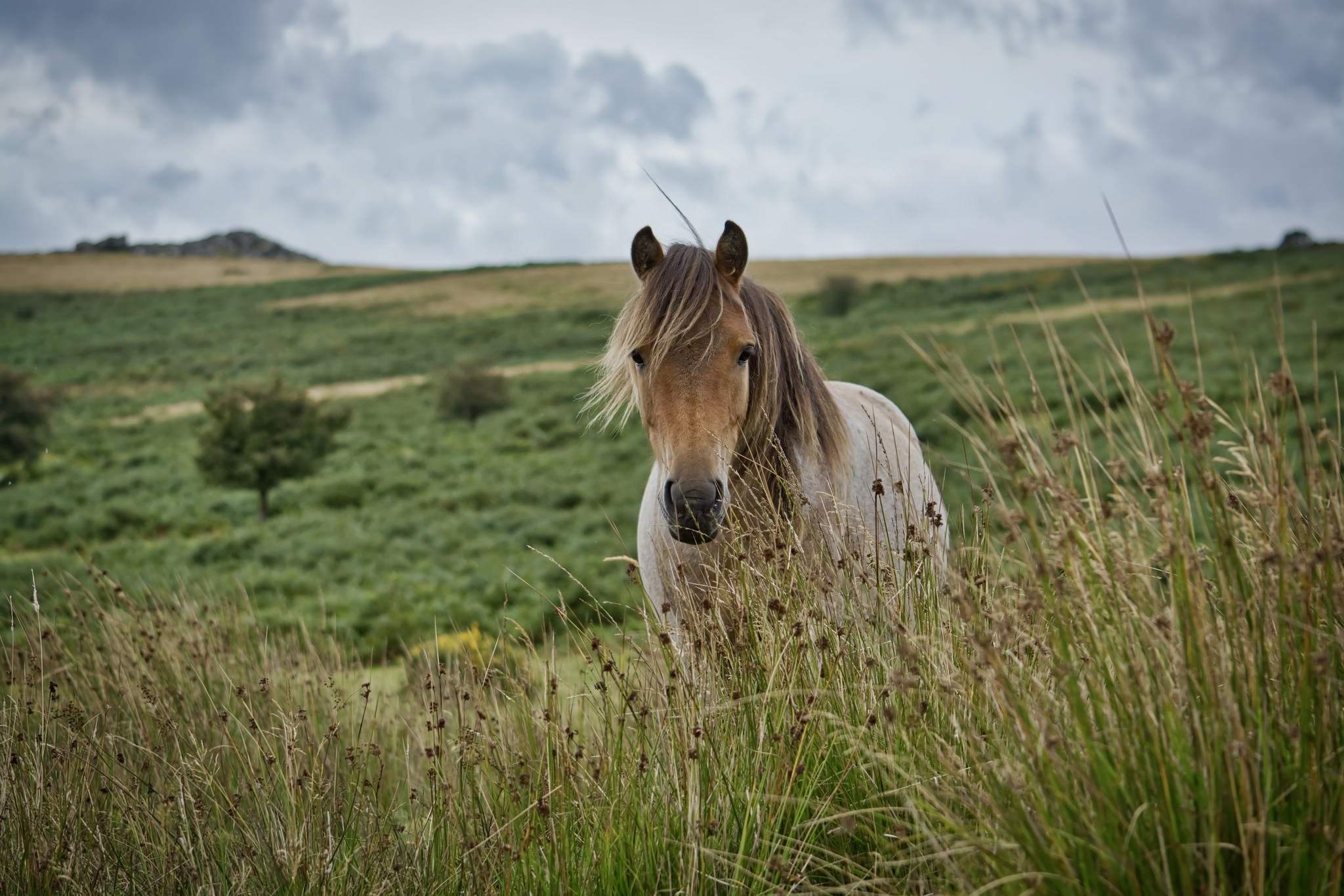 Free download wallpaper Animal, Horse, Stare, Depth Of Field on your PC desktop