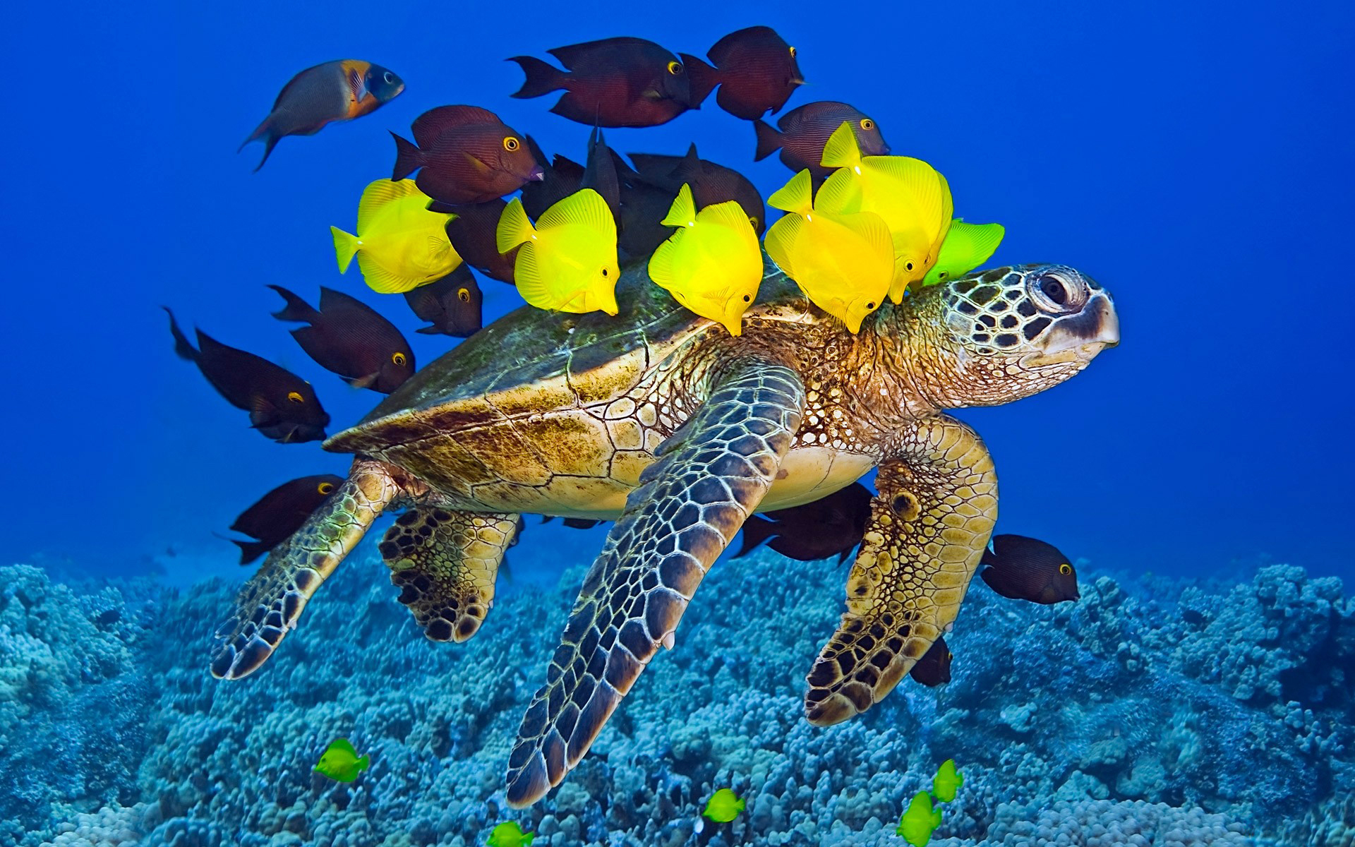 302430 descargar imagen tortuga marina, tortugas, animales: fondos de pantalla y protectores de pantalla gratis