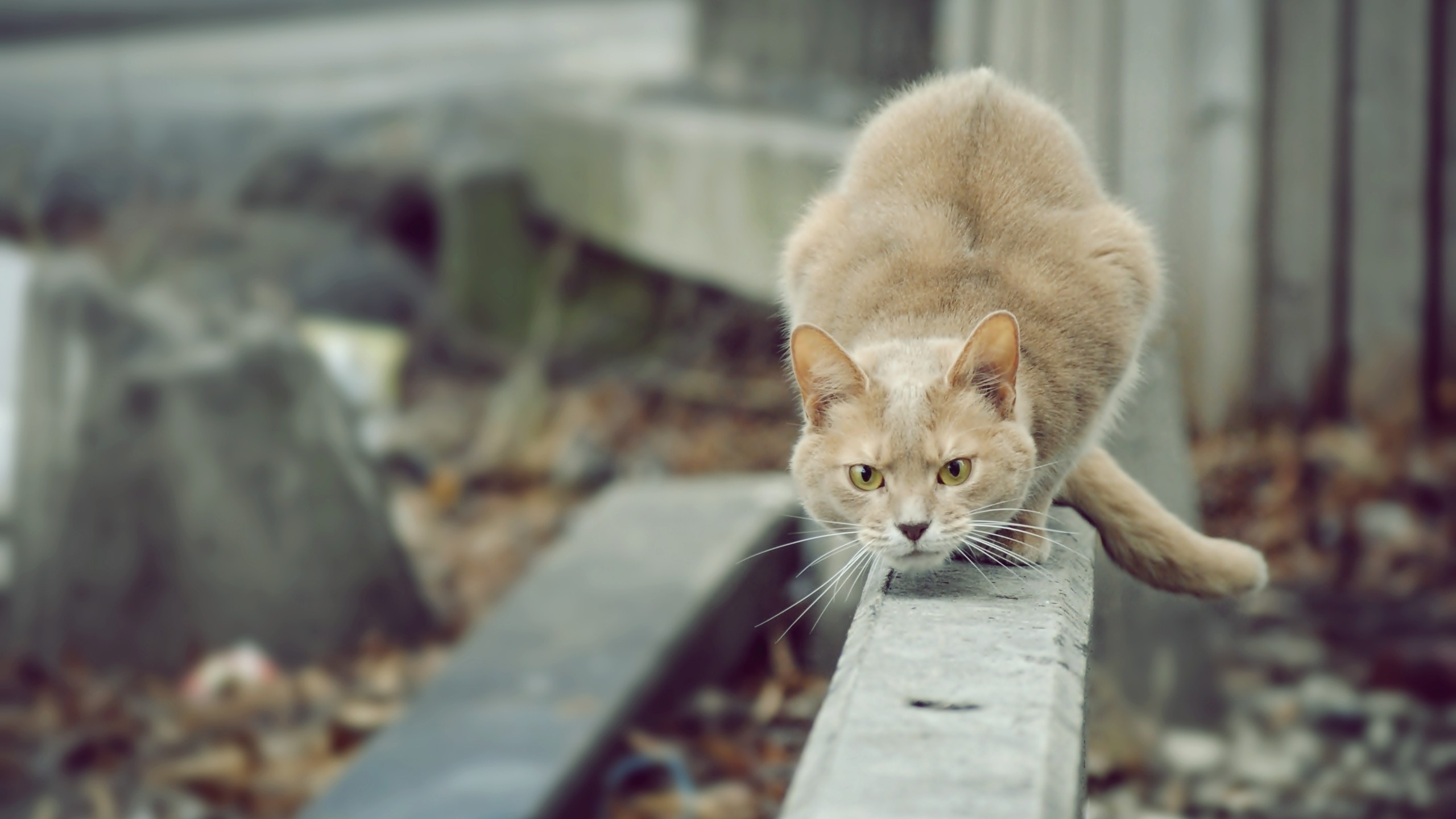 Descarga gratuita de fondo de pantalla para móvil de Animales, Gato.