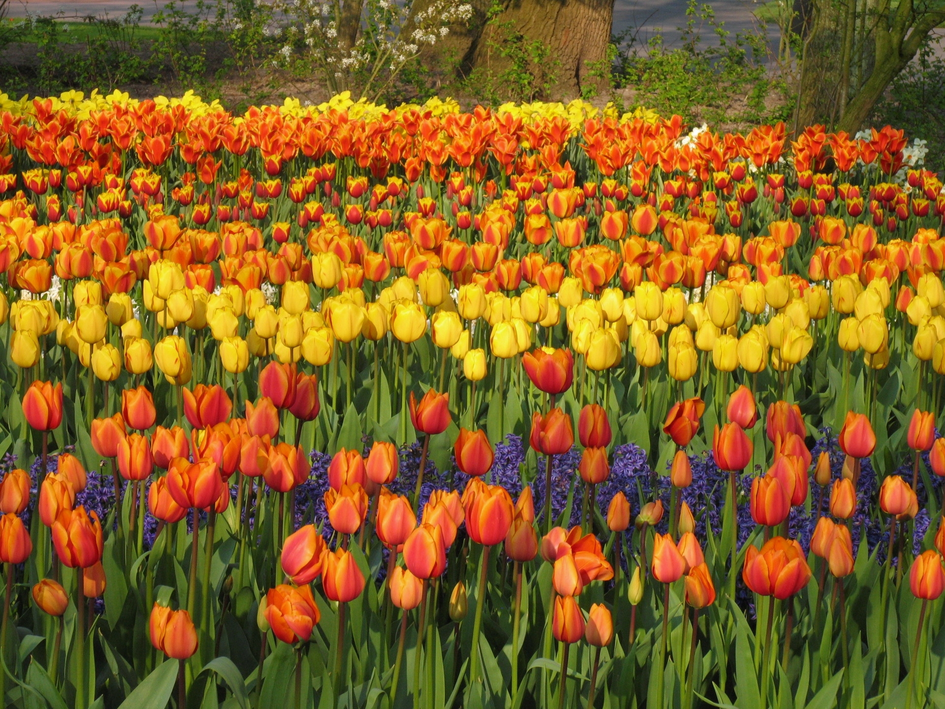 145933 descargar fondo de pantalla cama de flores, flores, tulipanes, el parque, parque, parterre, primavera, jacintos: protectores de pantalla e imágenes gratis
