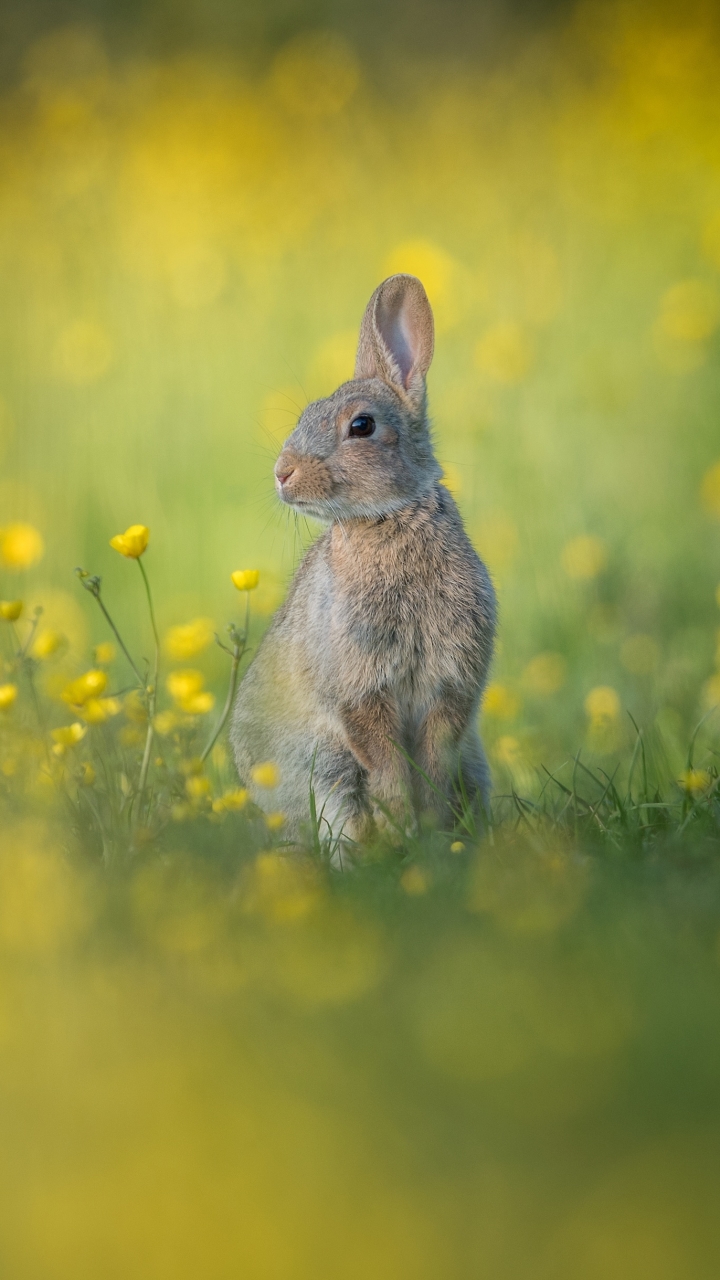 Скачать картинку Животные, Кролик, Желтый Цветок в телефон бесплатно.