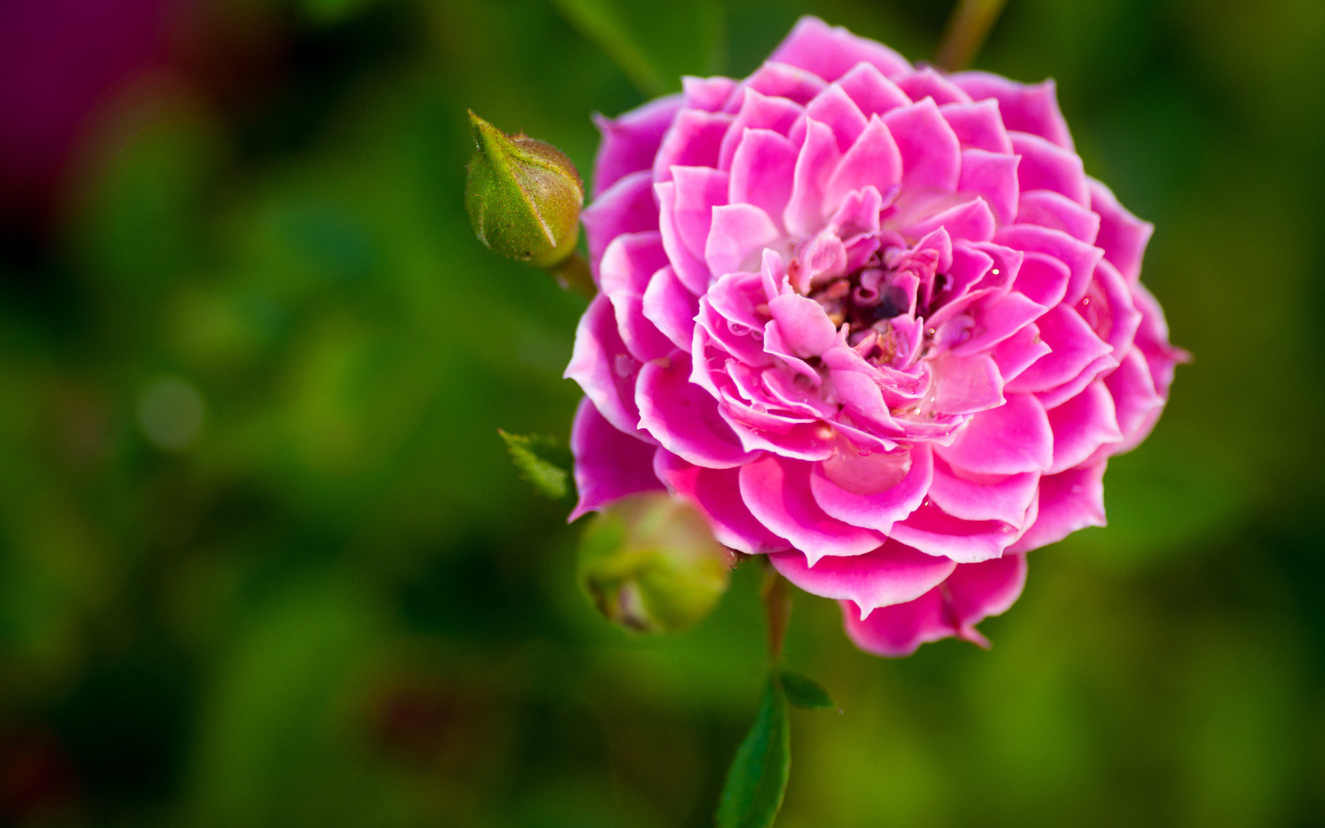 Baixe gratuitamente a imagem Flores, Rosa, Flor, Terra/natureza na área de trabalho do seu PC