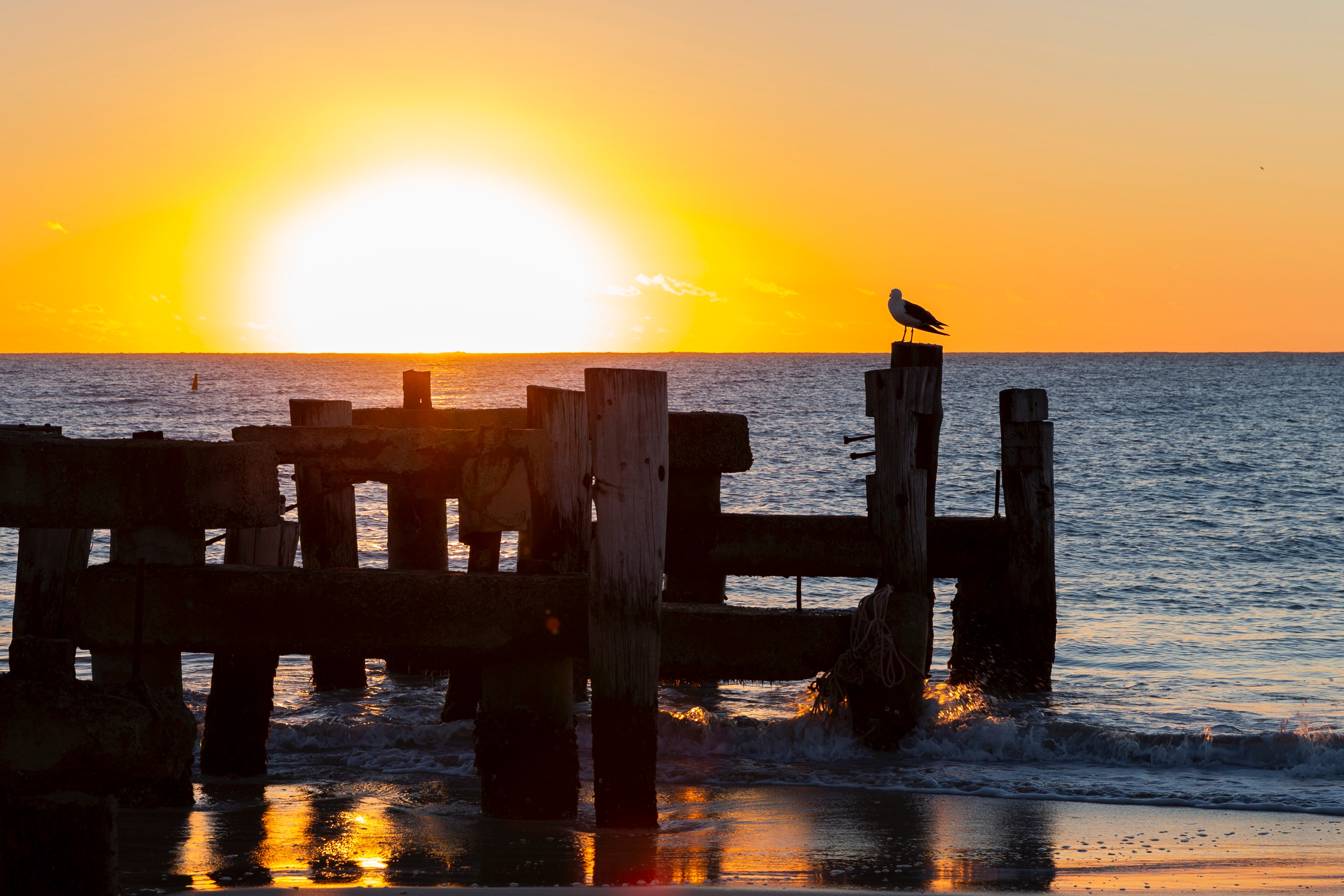 Laden Sie das Natur, Sunset, Horizont, Möwe, Surfen, Sea-Bild kostenlos auf Ihren PC-Desktop herunter